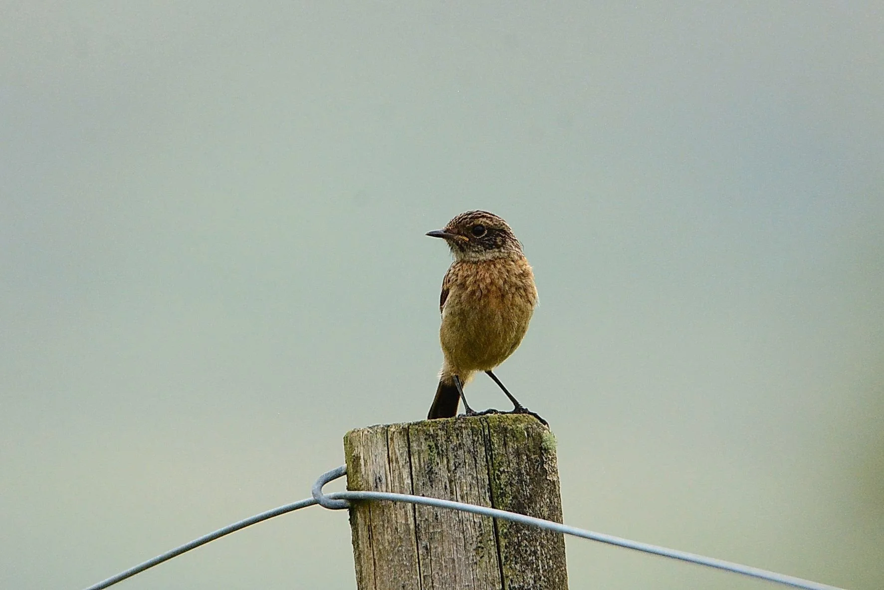 Stonechat near The Ruin.JPG