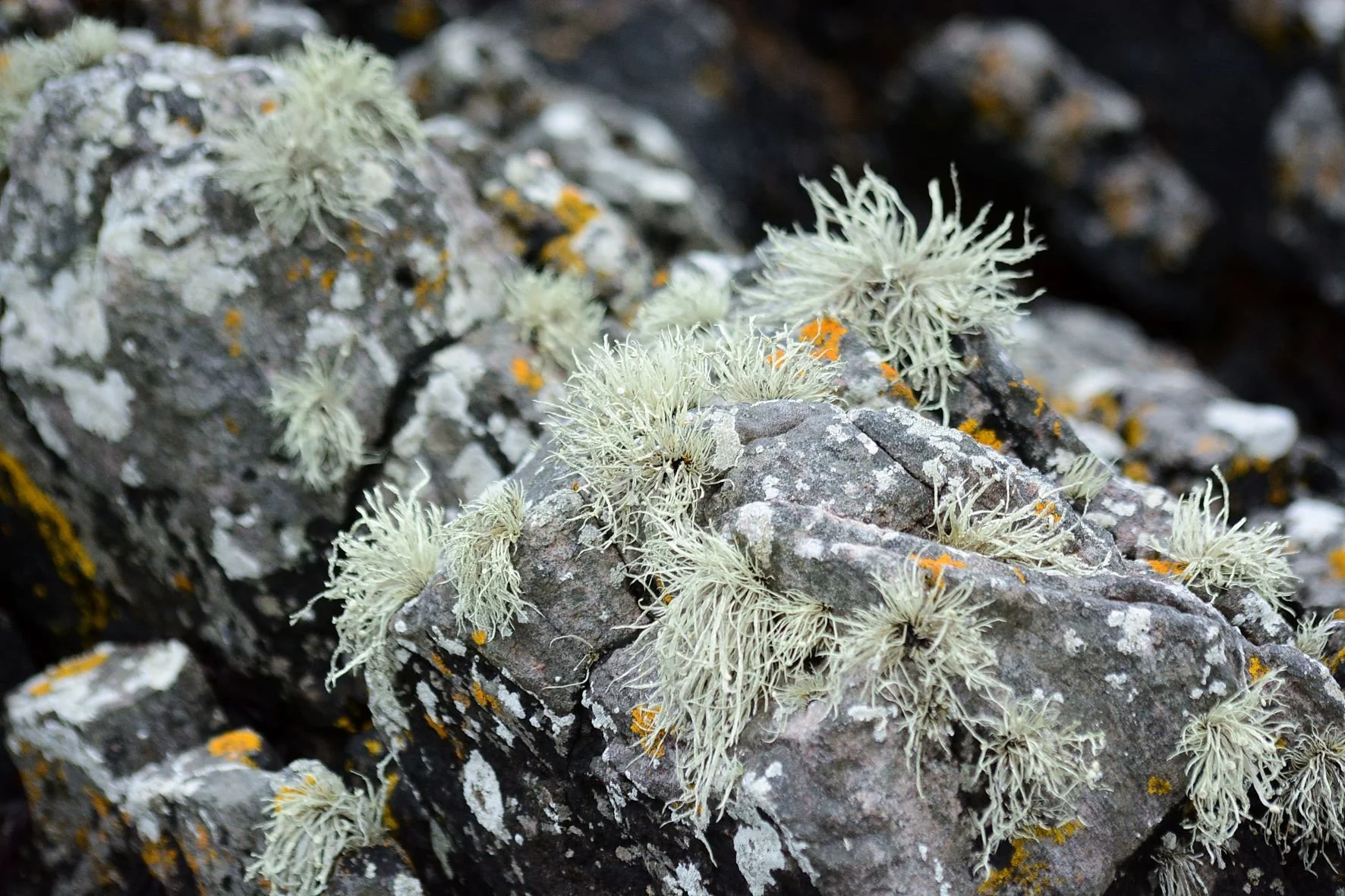 lichen.JPG