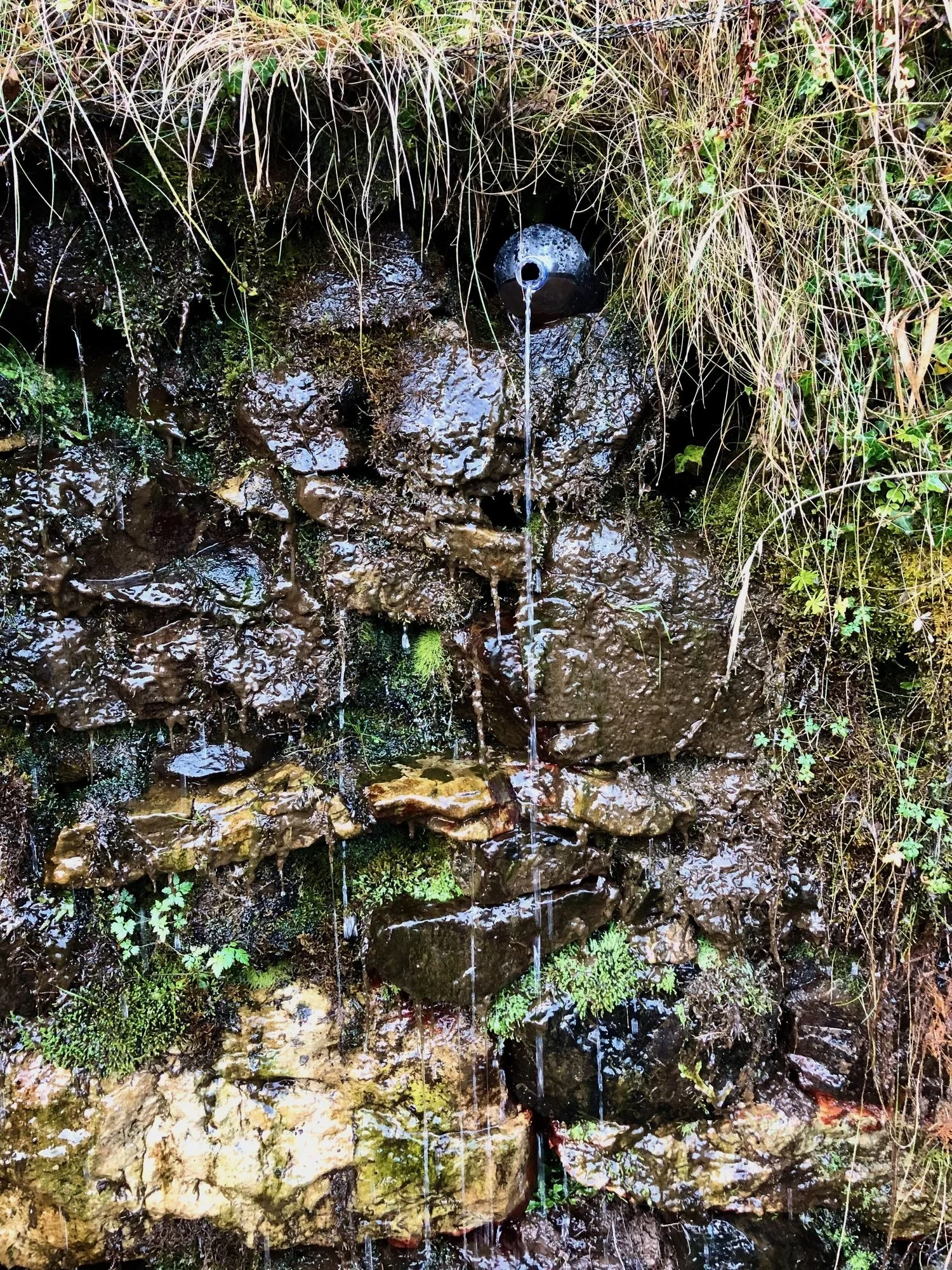 Close-up of a St Columba's Well  surrounded by moss and plants. At Greenwood Retreat, self-catering cottages in Ardnamurchan