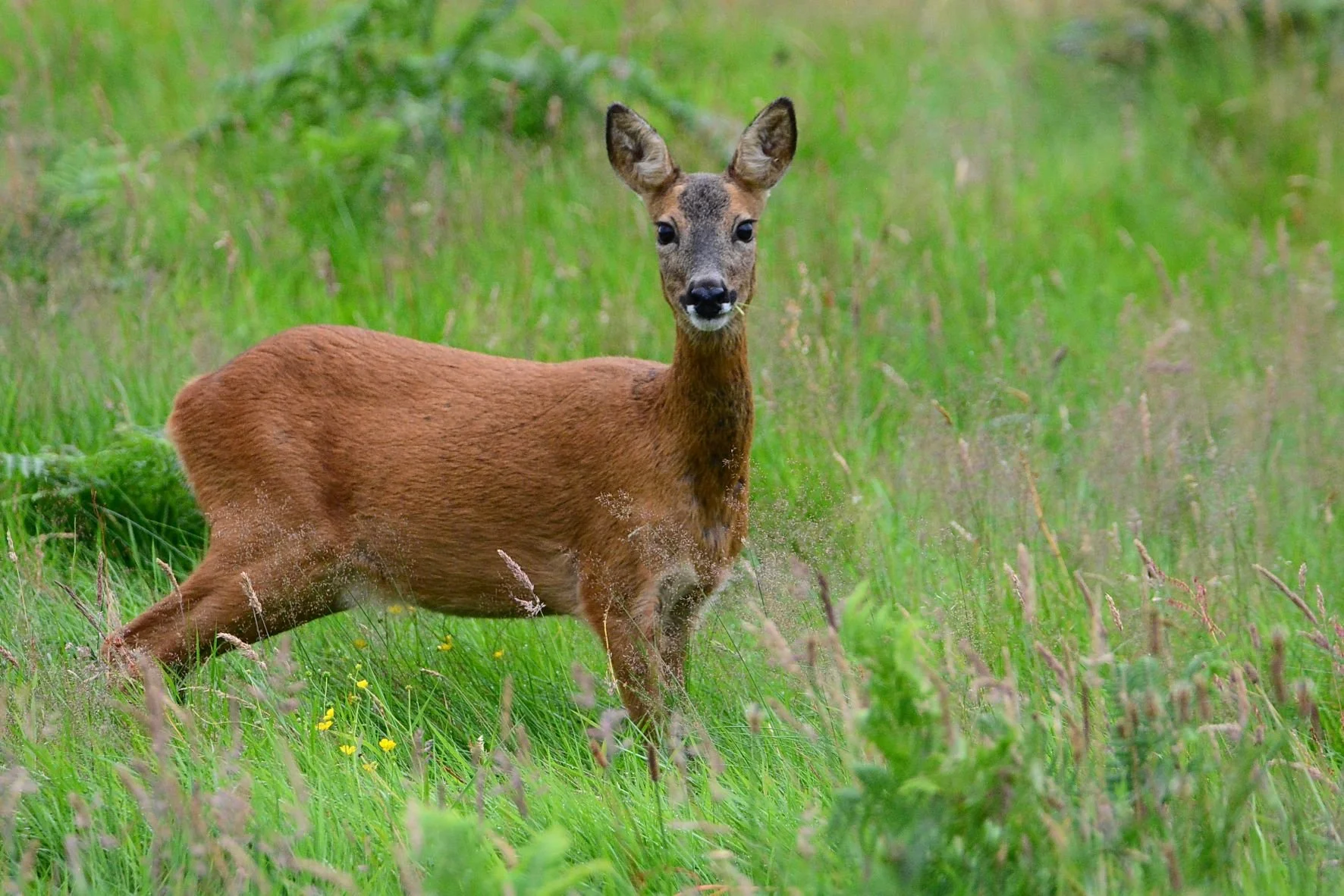 Roe Deer doe near  track to ruin..JPG