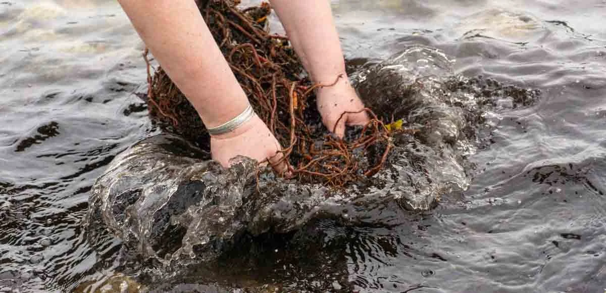 Madder_Ocean_Photo 1_RH.jpg