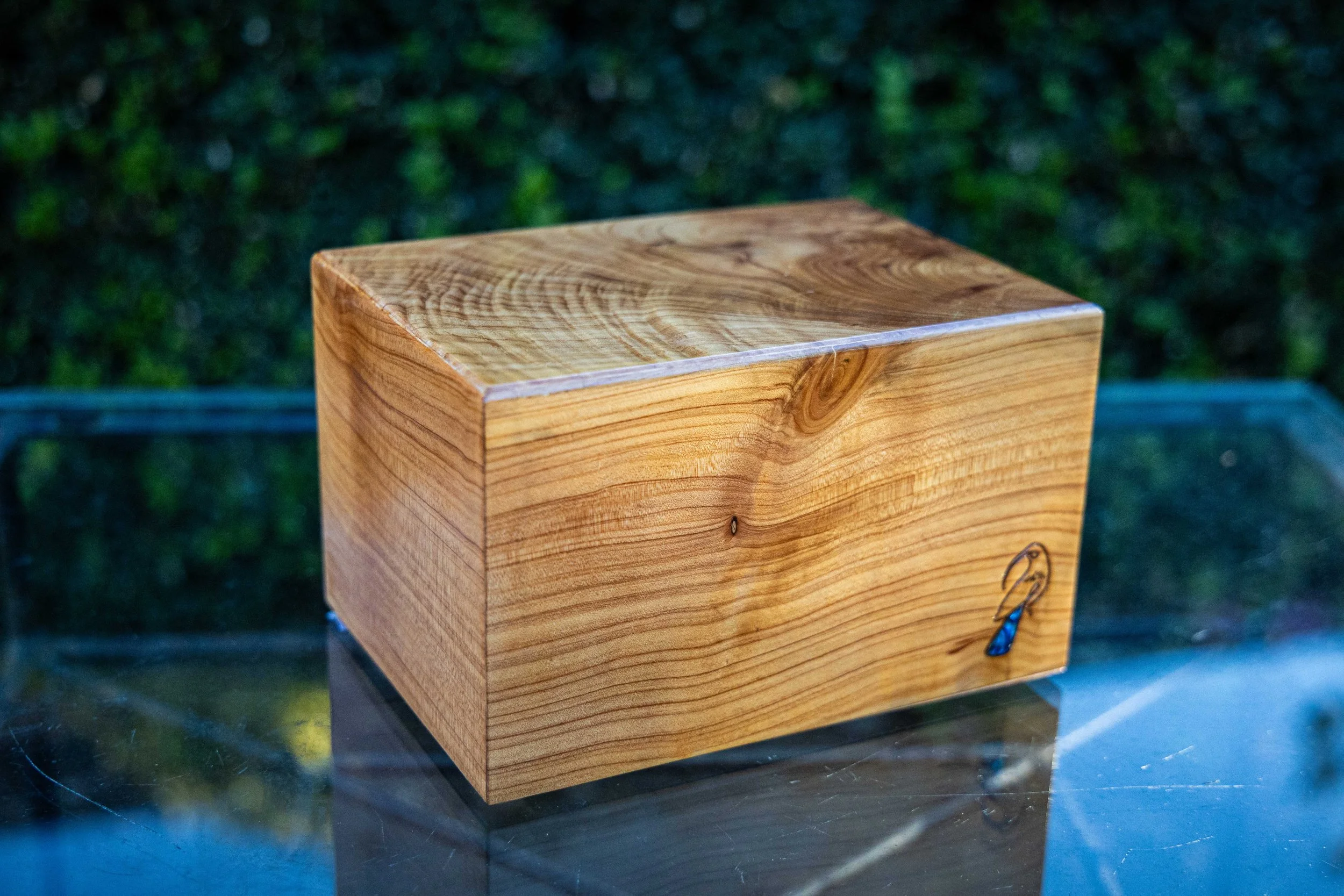 Extra large Macrocarpa.jpg