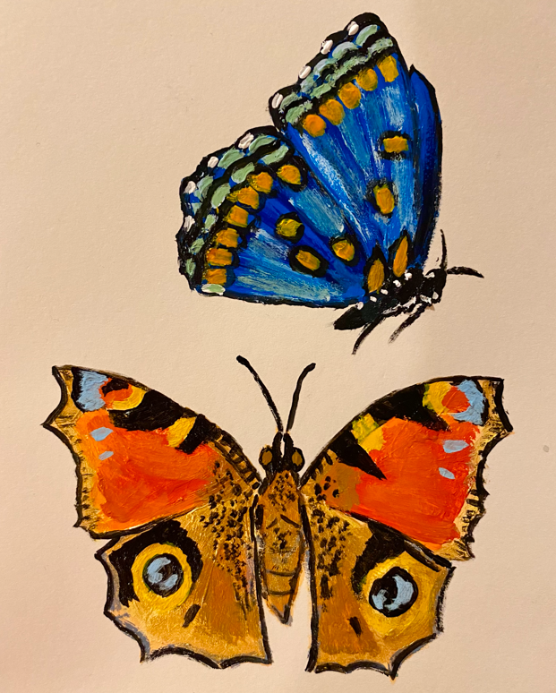 butterfly.png