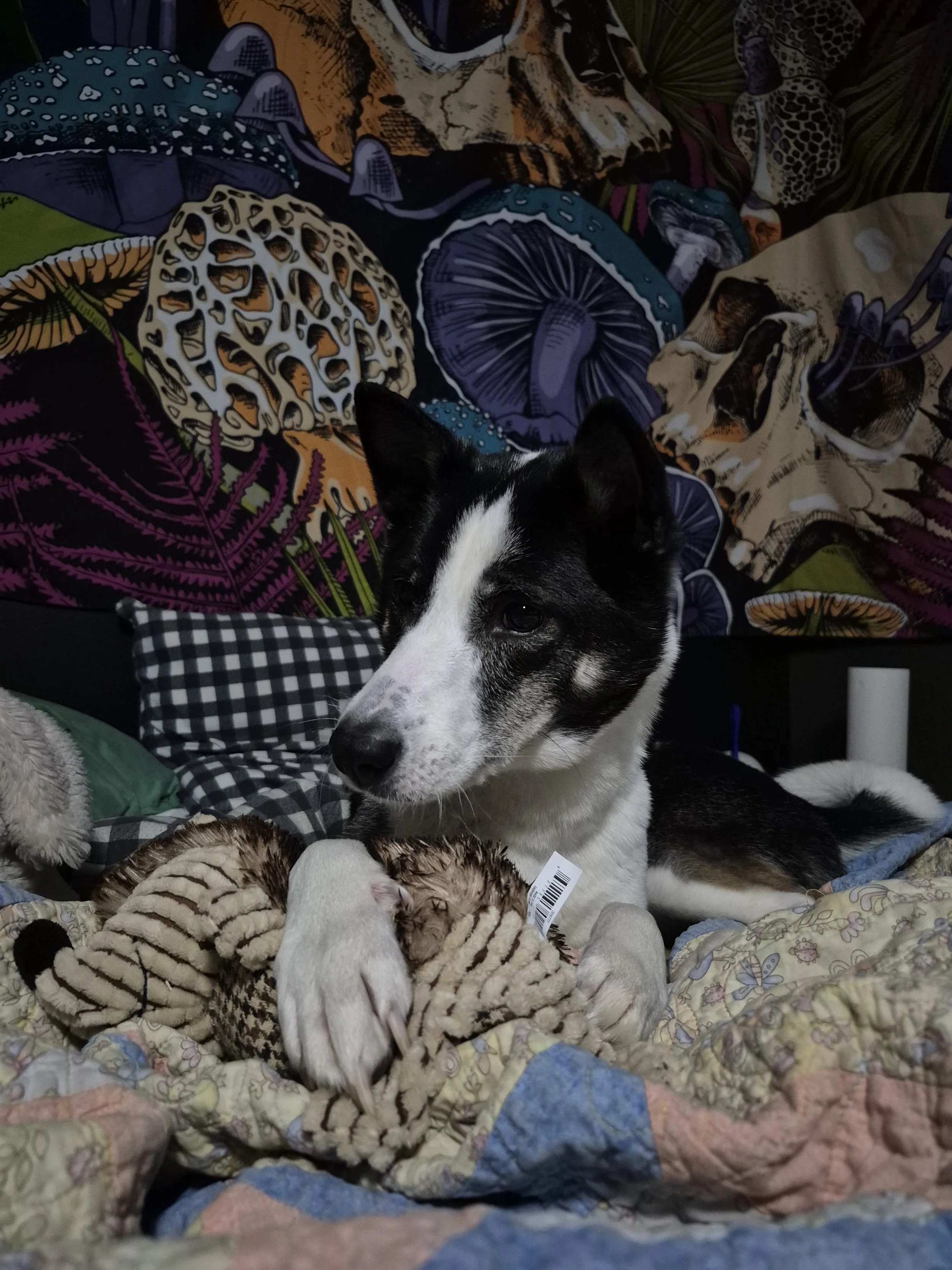 Mellow (Courtesy Listing)