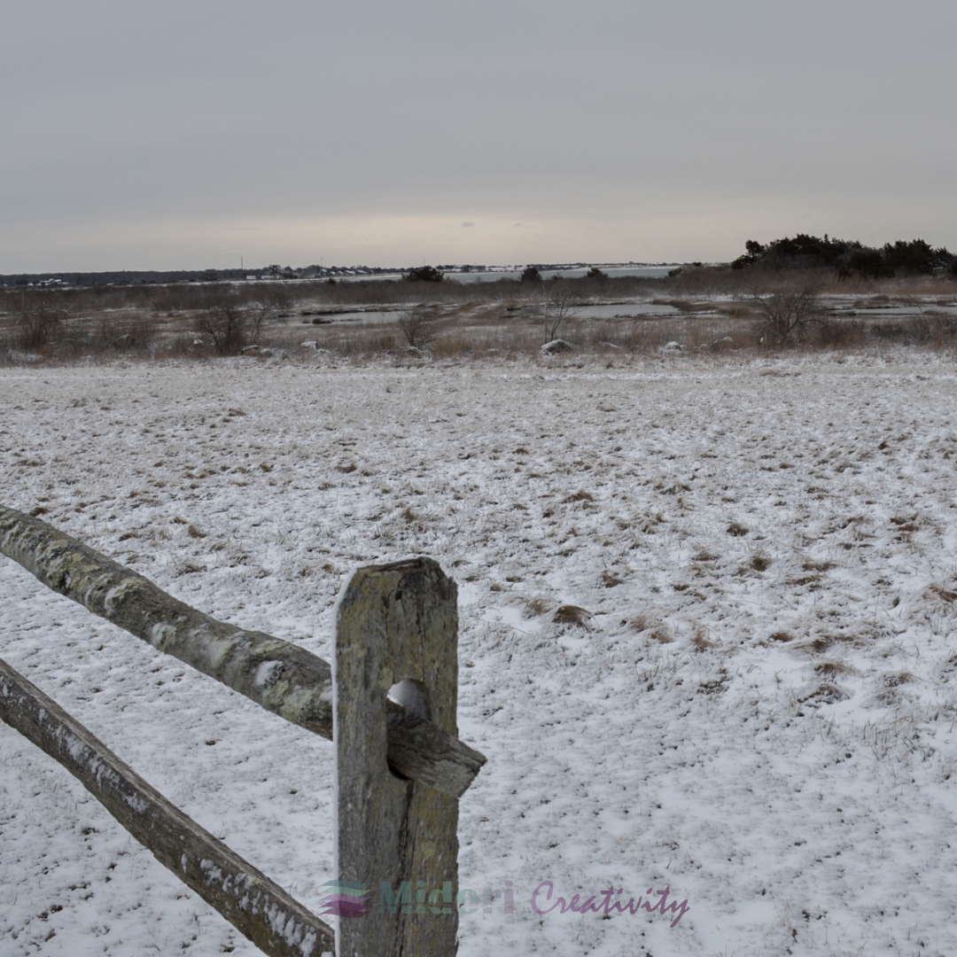 snow-dusted open field with sparse grasses and shrubs under an overcast sky