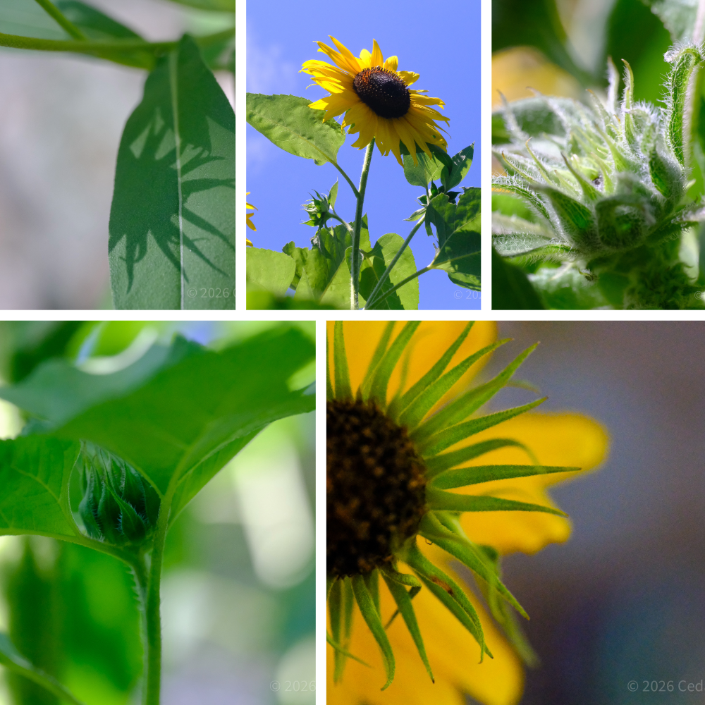 Photo collage of Sunflower