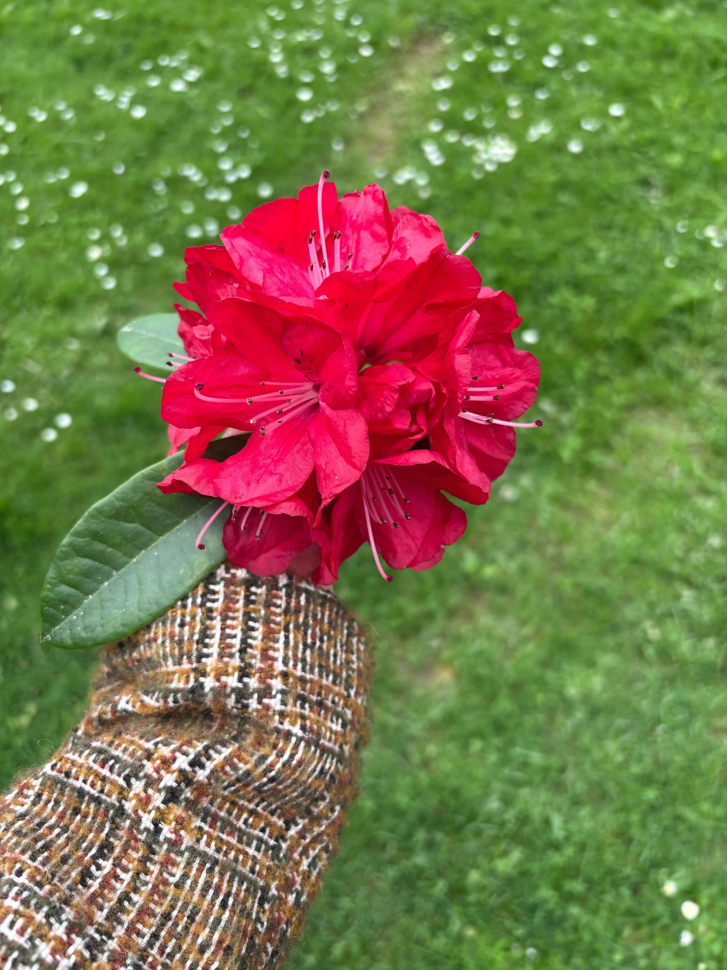 A hand holding a vibrant pink flower with green leaves against a grassy background.