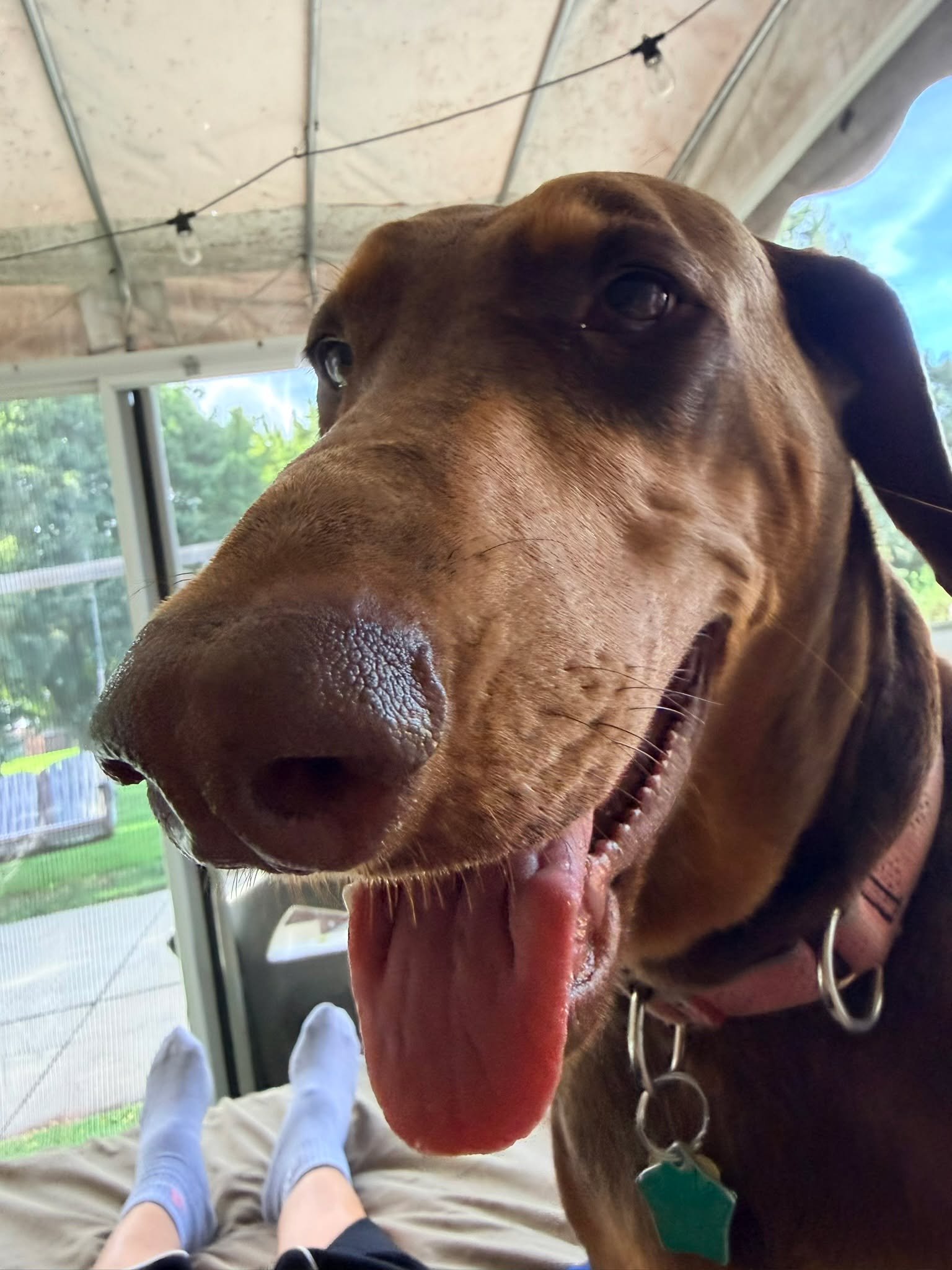 Meet the real bosses of the salon. 🐾
Yeti (pointy ears) and Yuki (our rescue, floppy ears and all) &mdash; two four-year-old Dobermans who run this house. Right behind my kids and family, my new grandbaby, and my husband, these two are it for me.
Ju