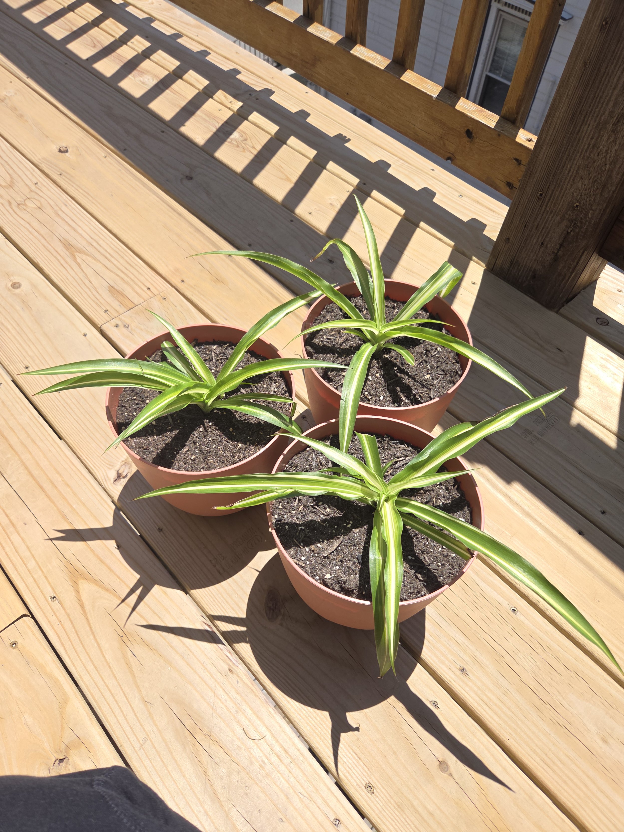 spider plant