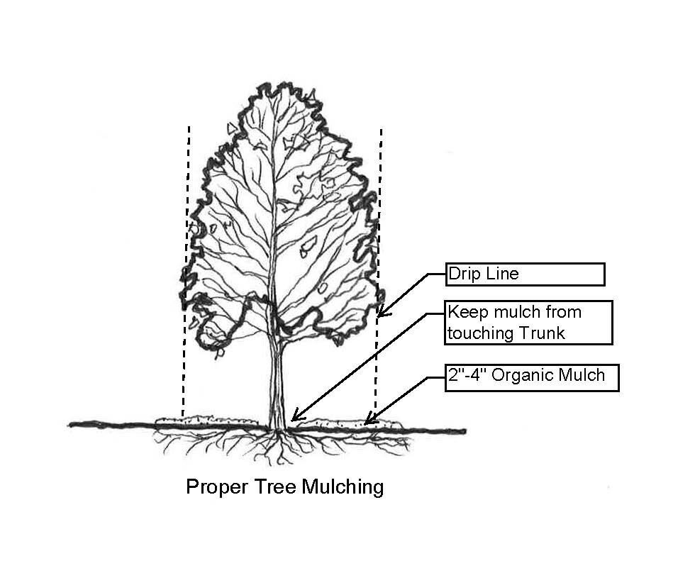 FireSmart Pruning – The Controversy of Pruning Spruce Trees — Red Mountain  Rigging