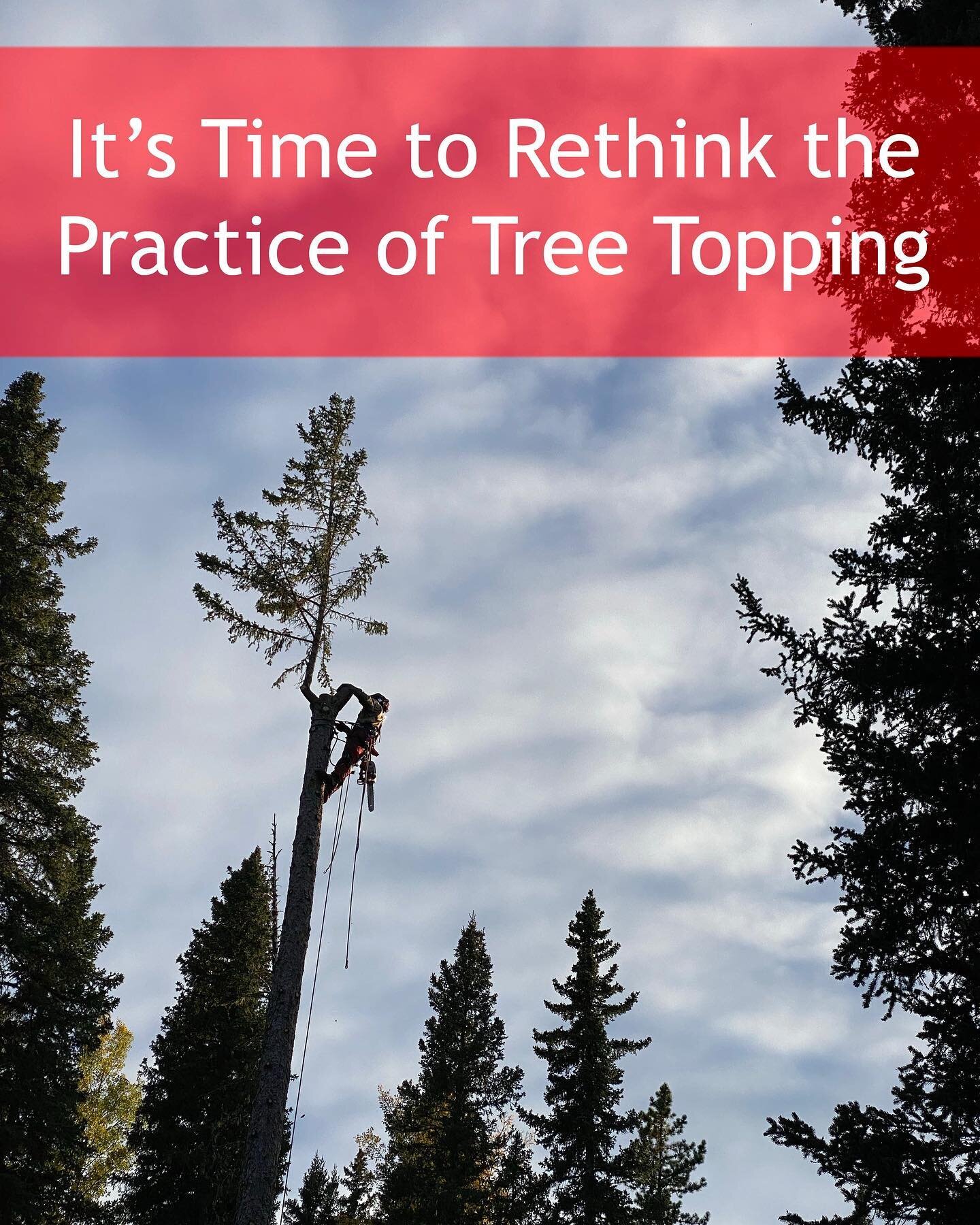 Have you ever been curious about getting your trees topped?

&lsquo;Tree Topping&rsquo;, often referred to as &lsquo;Top Reduction&rsquo; by various companies, is the process of cutting a tree off somewhere within the canopy for the purpose of shorte
