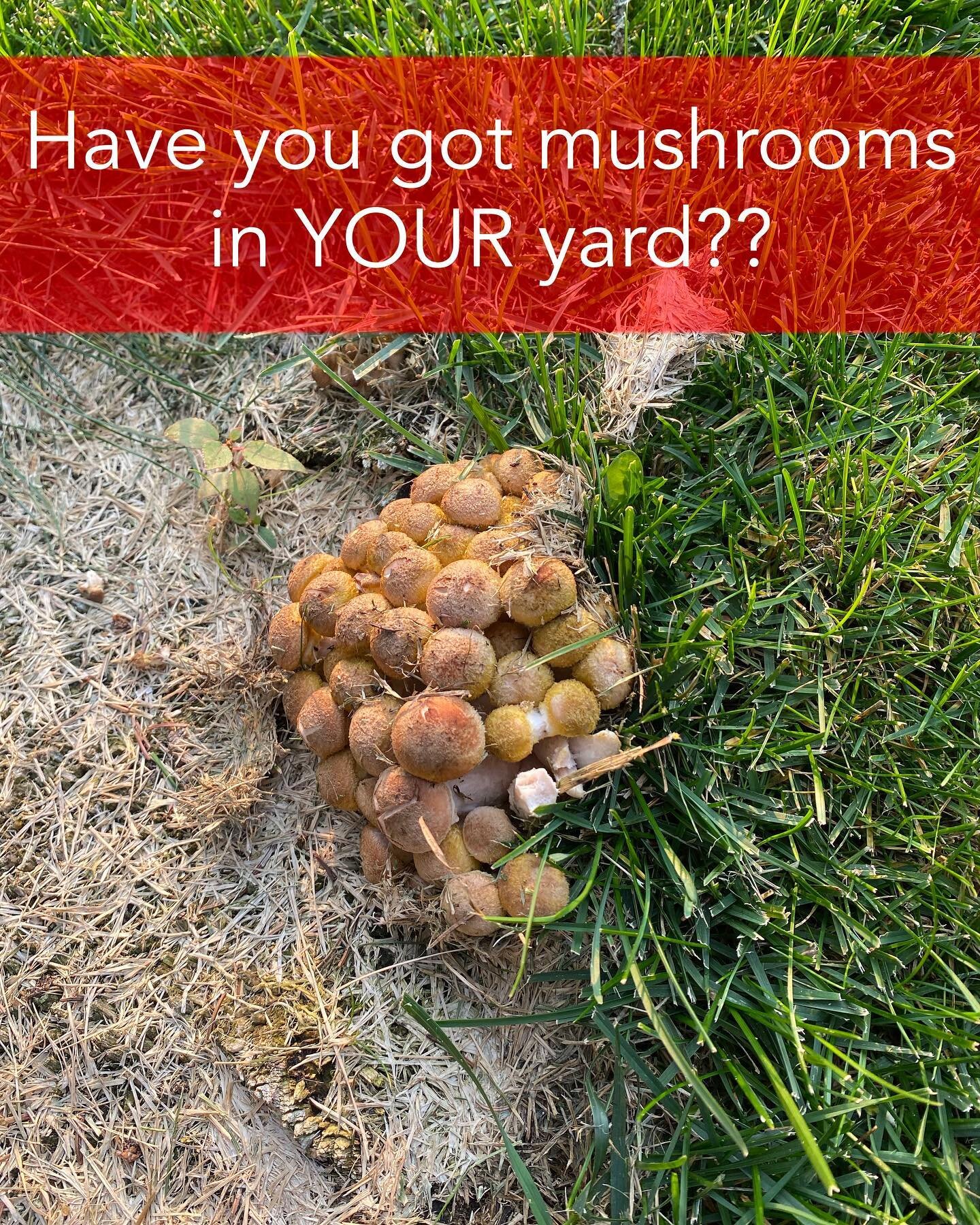 You&rsquo;ve probably heard us talk about Armillaria before&hellip; but just what the heck is it??

Armillaria is a species of fungus that can spread through a number of deciduous and coniferous trees. The fungus can survive for many years in the deb