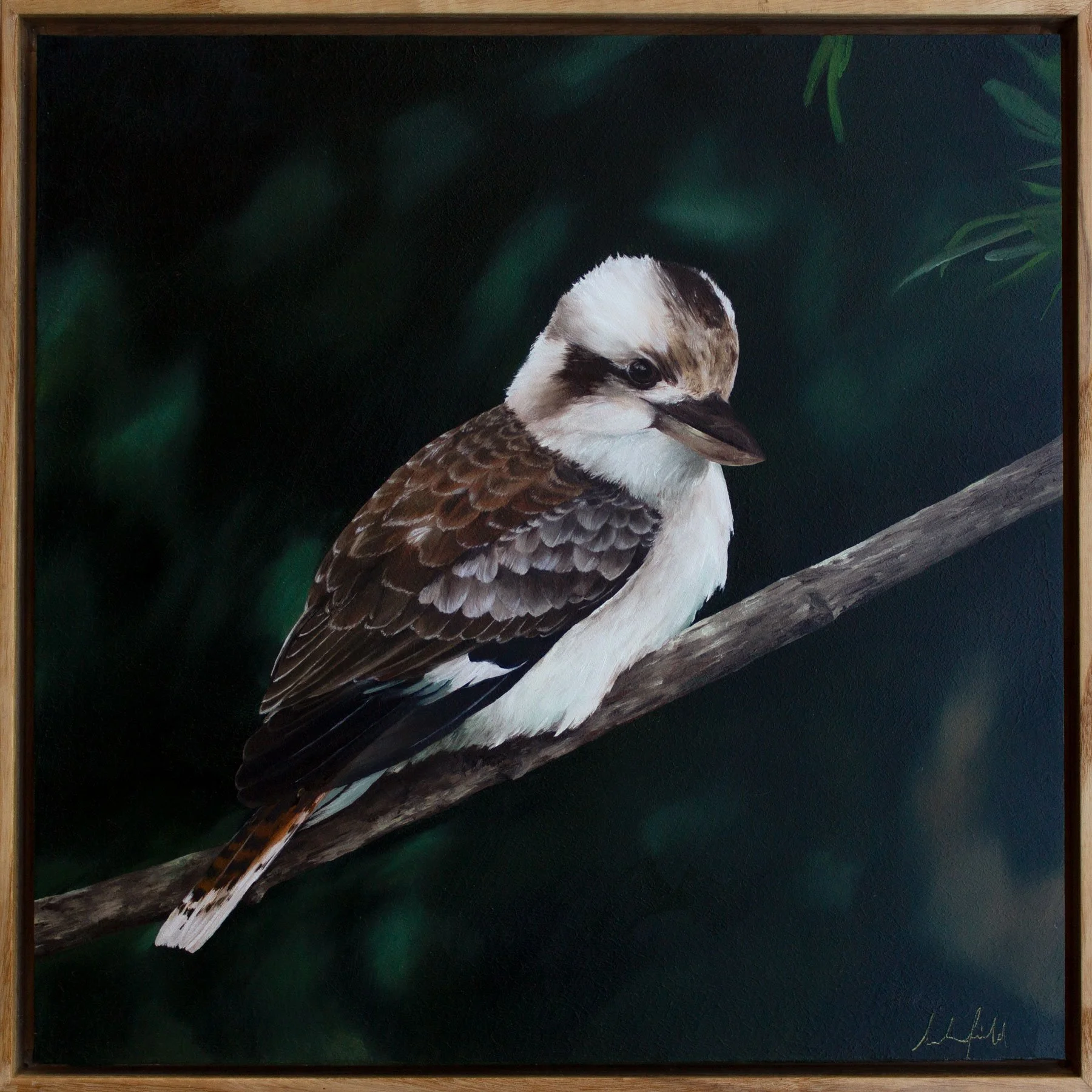 Kookaburra-Sarah-Field.jpg