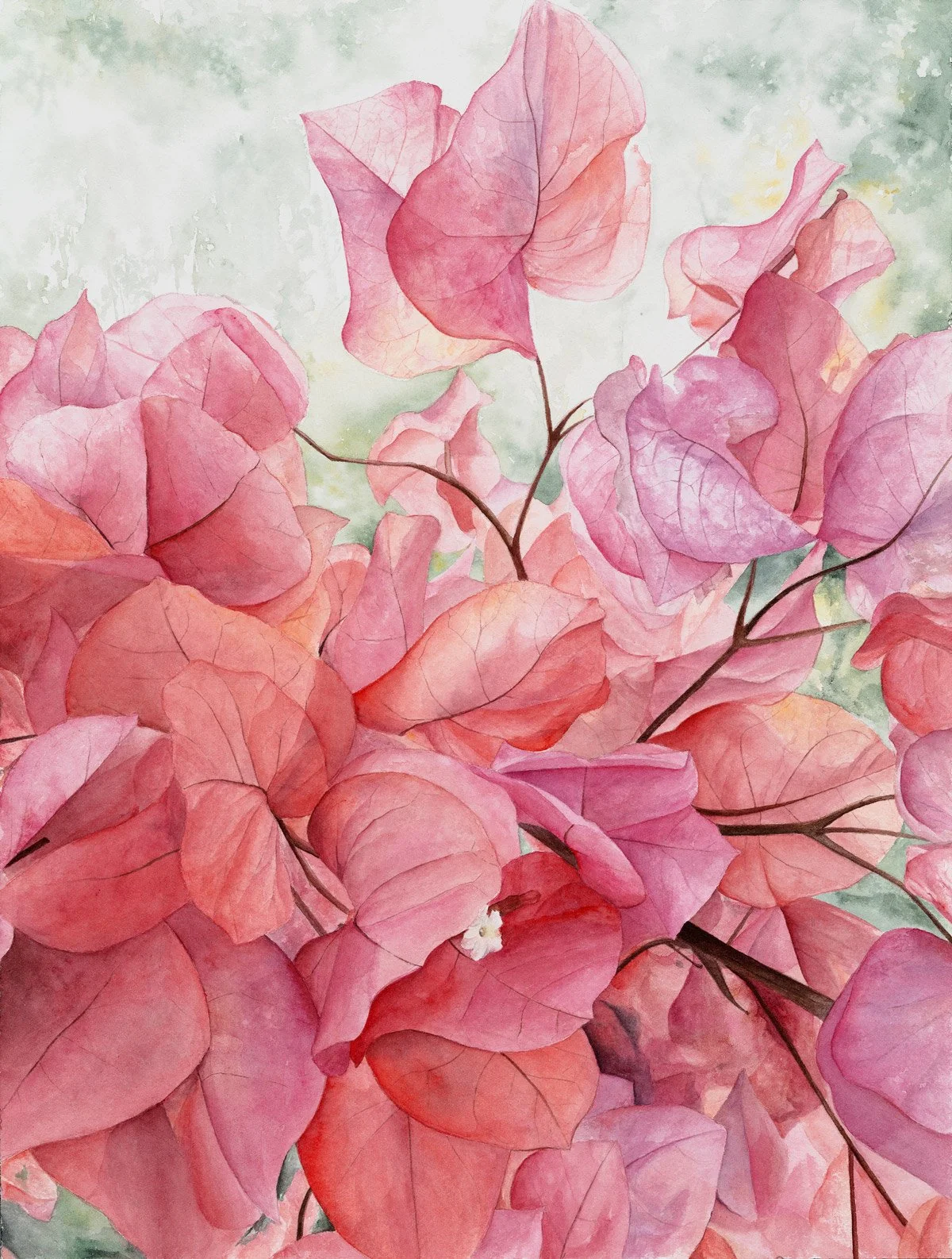 Bouganvillea-Sarah-Field-Web.jpg