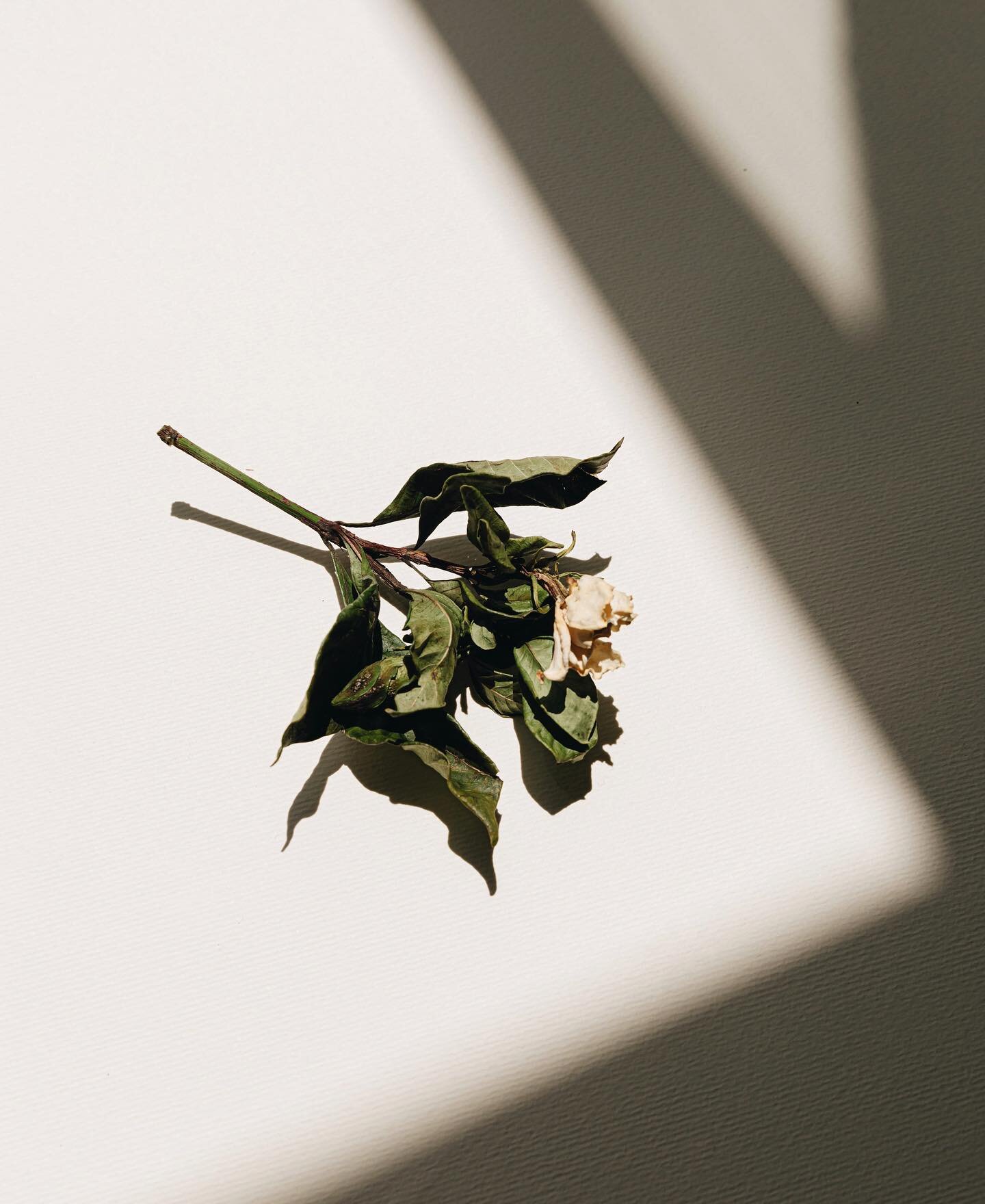 Gardenia | Light &amp; Shadow