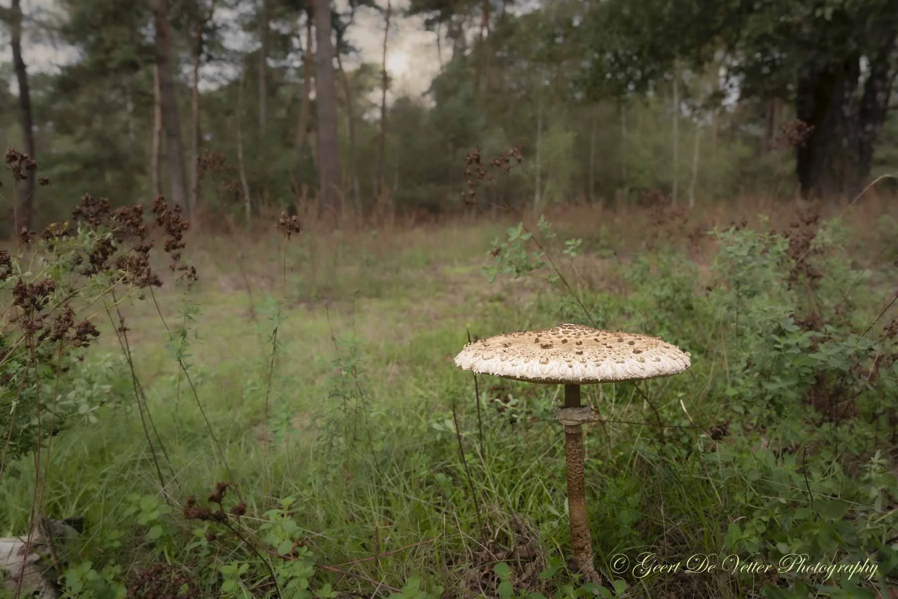 Moerbeke - Grote parasolzwam