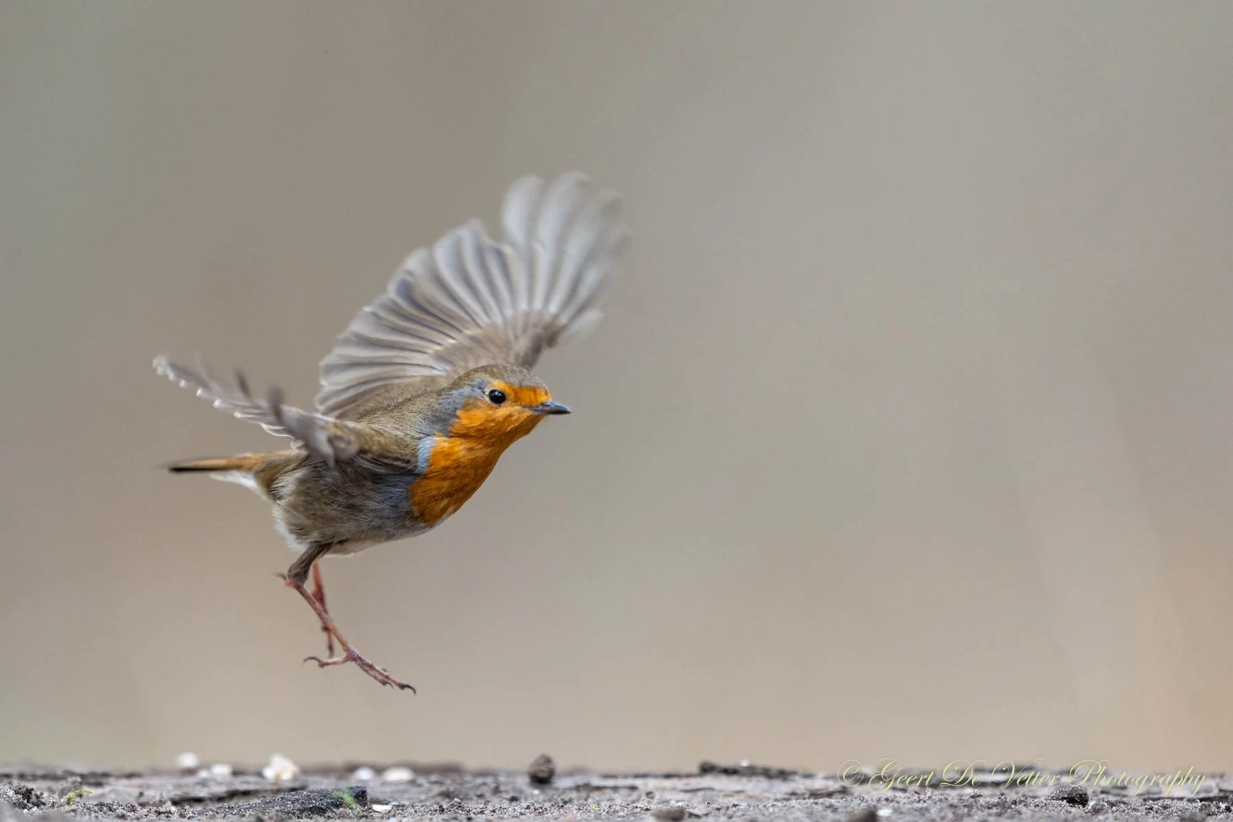 Roodborst