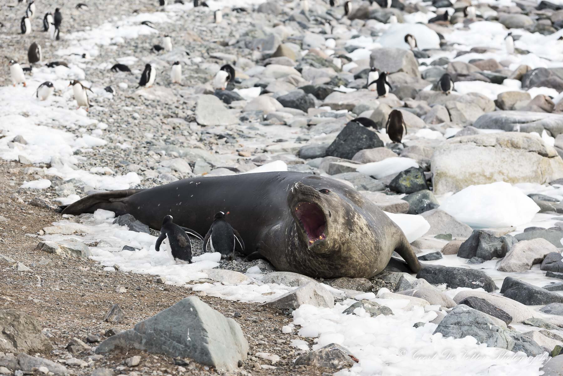  Antarectica - Cuverville Island; Southern Elephant Seal - Zuidelijke Zeeolifant