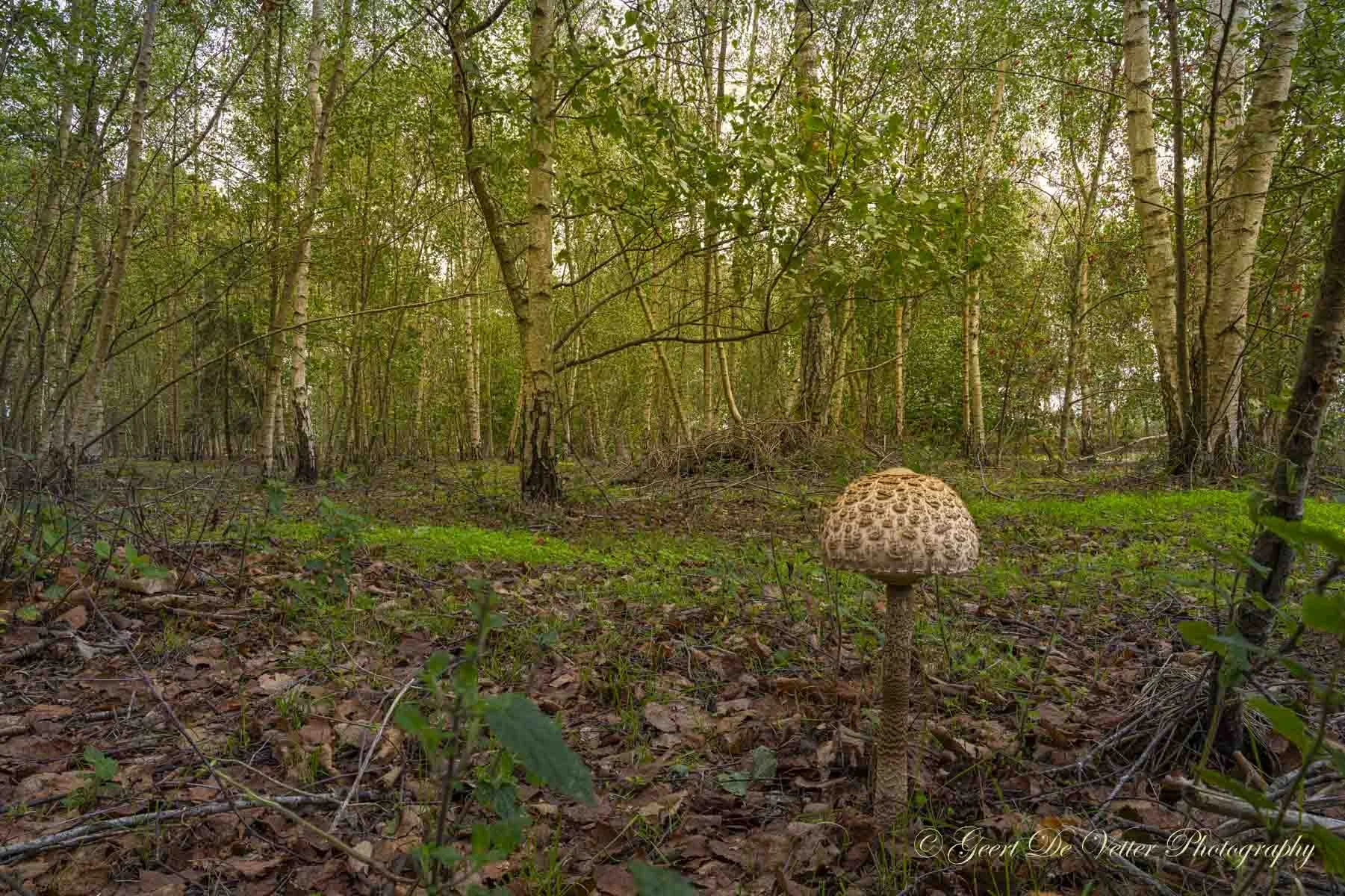 Moerbeke - Grote parasolzwam