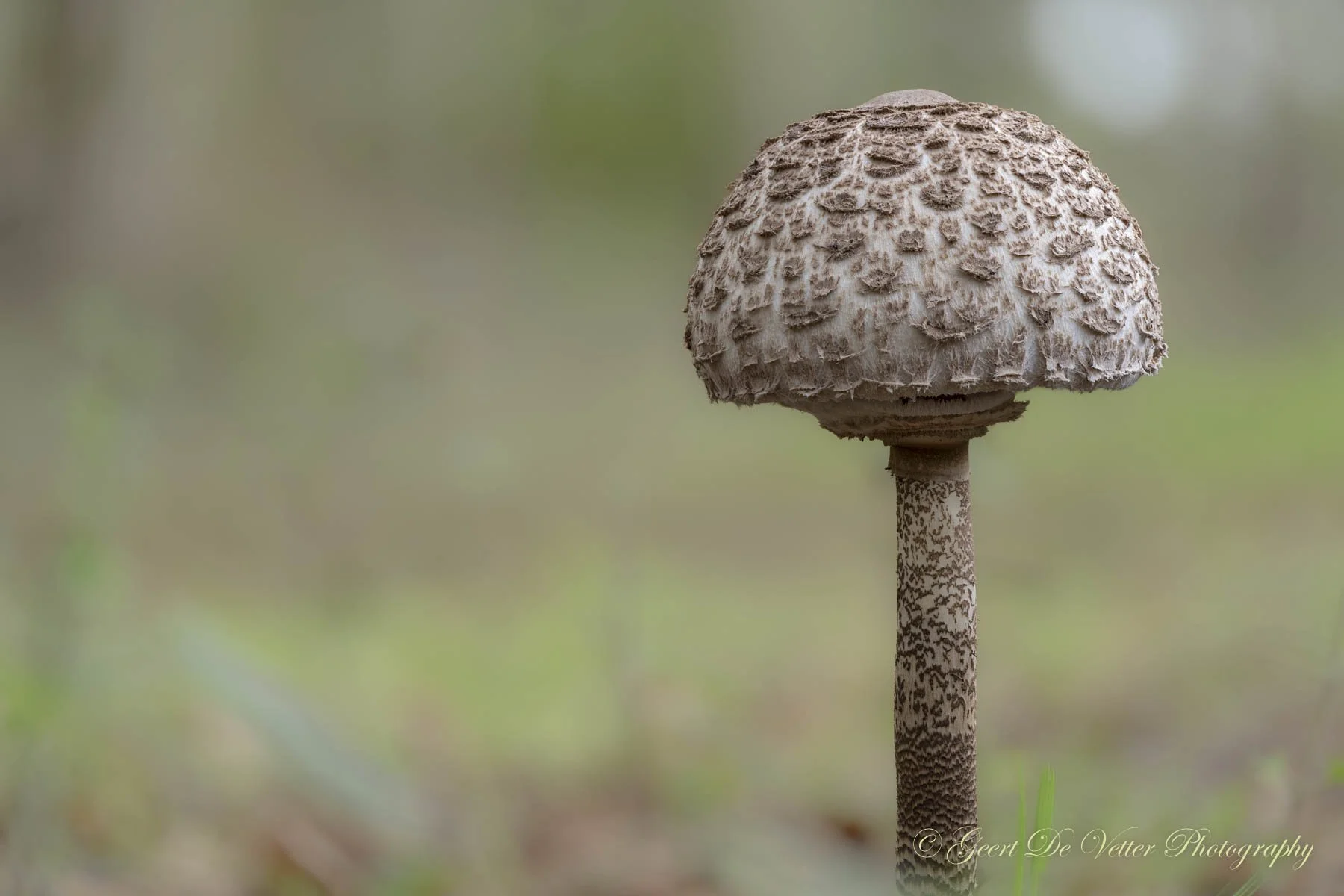 Moerbeke - Grote parasolzwam