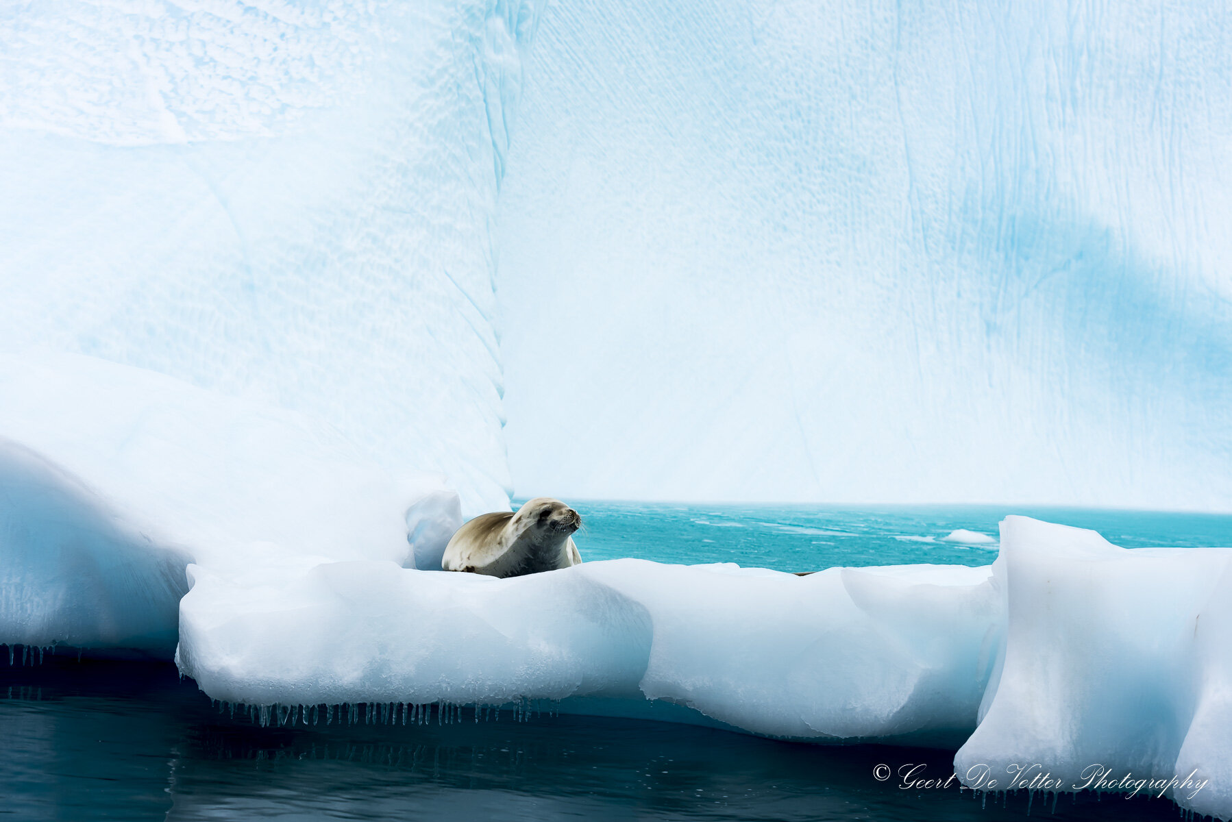  Antarectica - Cuverville Island; Crabeater Seal - Krabbeneterzeehond