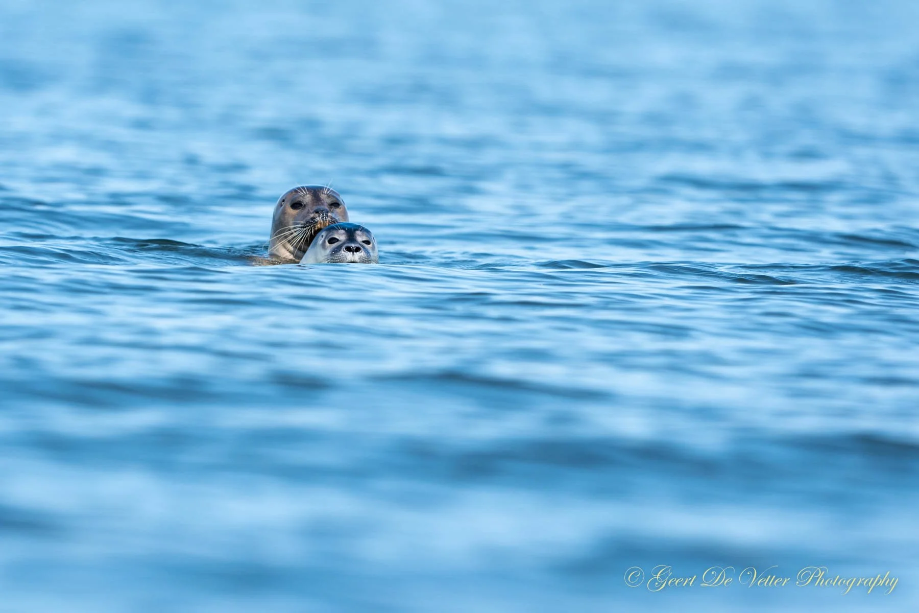 Zeehondjes in het Grevlingenmeer