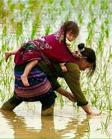 A mother works with focused intent in a rice paddy, her feet submerged in muddy water, while her child remains securely wrapped against her back. The carrier is a length of richly embroidered cloth, possibly handwoven, tied to form a deep seat that s
