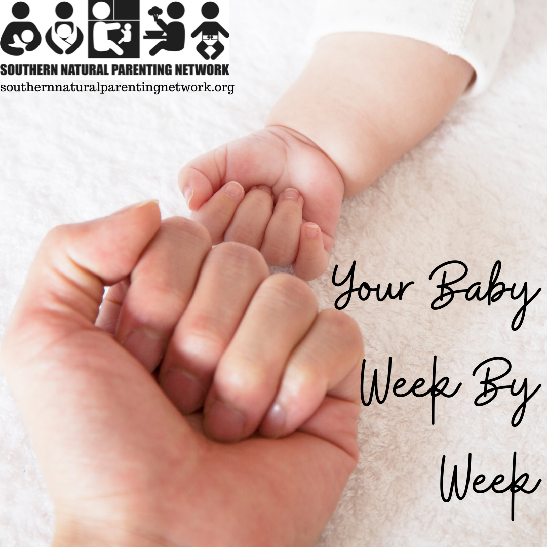 My Week Child Your Baby Week by Week — Southern Natural Parenting Network