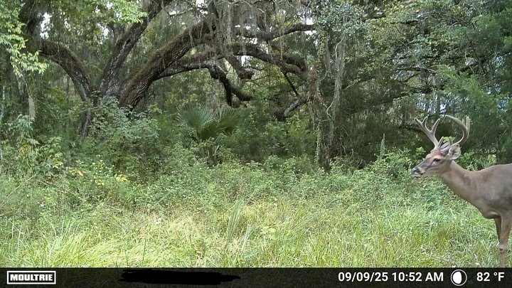 🦌 few questions&hellip;⬇️&hellip;

Will they hold their velvet until opener 🏹??
.

Who has harvested a Florida archery season buck in full velvet?
.
Who would let one fly 🏹 on any of these Florida bucks with, or without the velvet? 
.

#ArcherySea