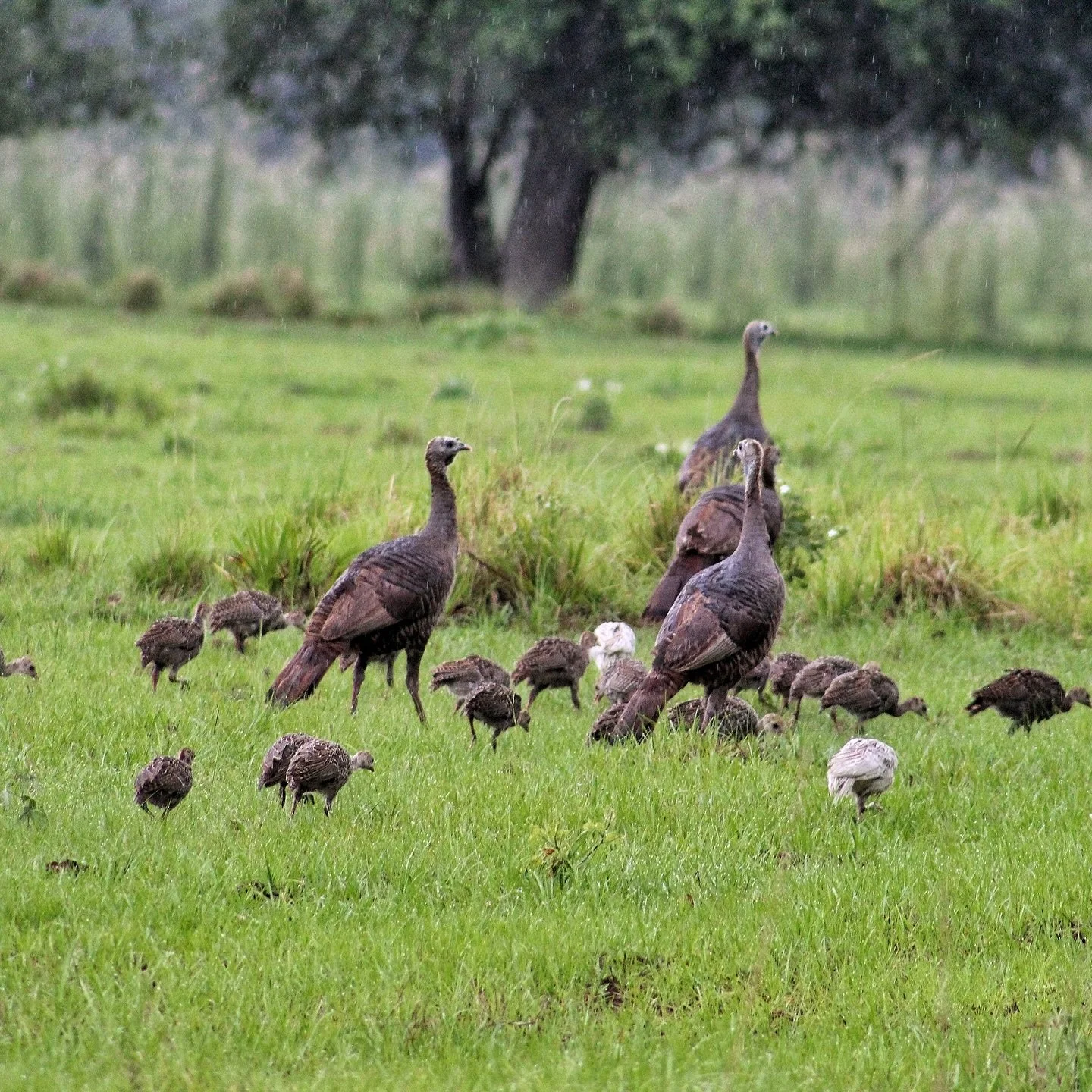 🌳 W I L D 🌳 L E G A C Y 🌳 
&bull;
Saw my first and second SMOKE PHASE turkeys this morning!! I&rsquo;m praying hard for mama hen, and her poults safety! The last couple photos are a teaser to something up and coming. A new lodge, wedding venue, an