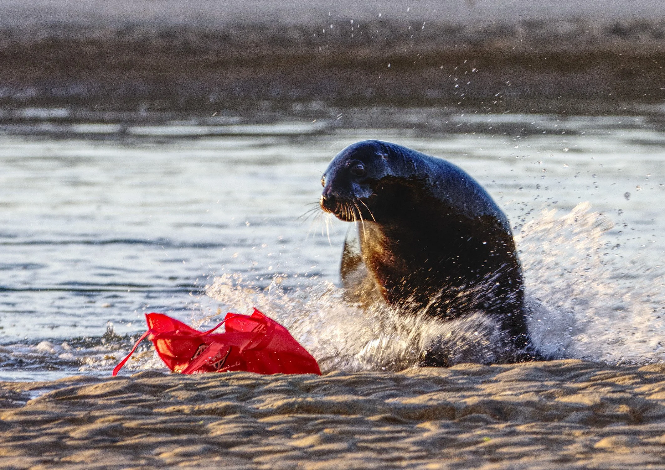 Gallery 3 — Ecosystems Photography
