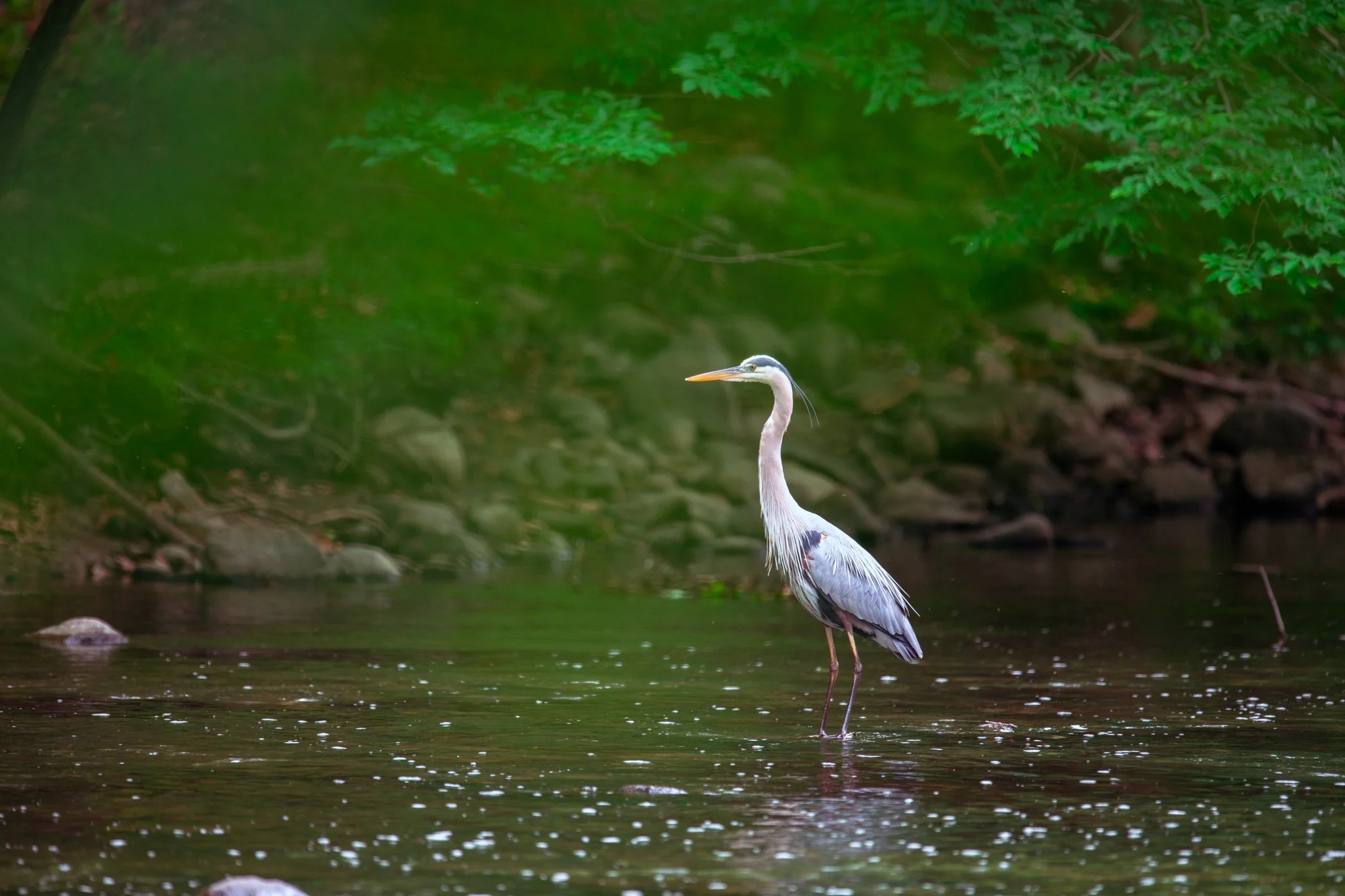 DSC_0750.jpg