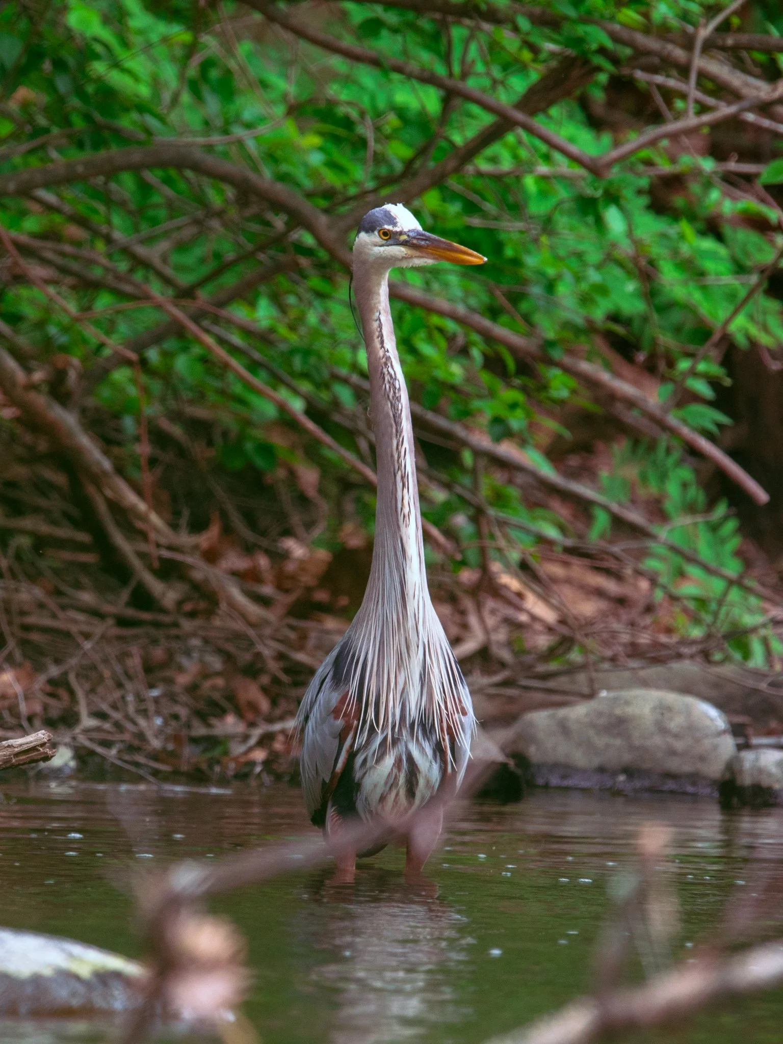 DSC_0796.jpg