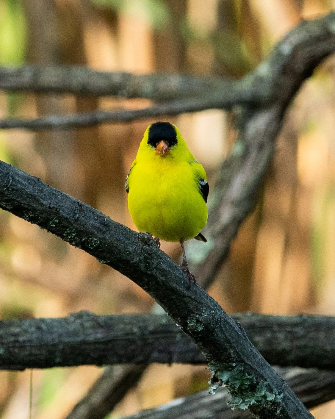 DSC_0667.jpg