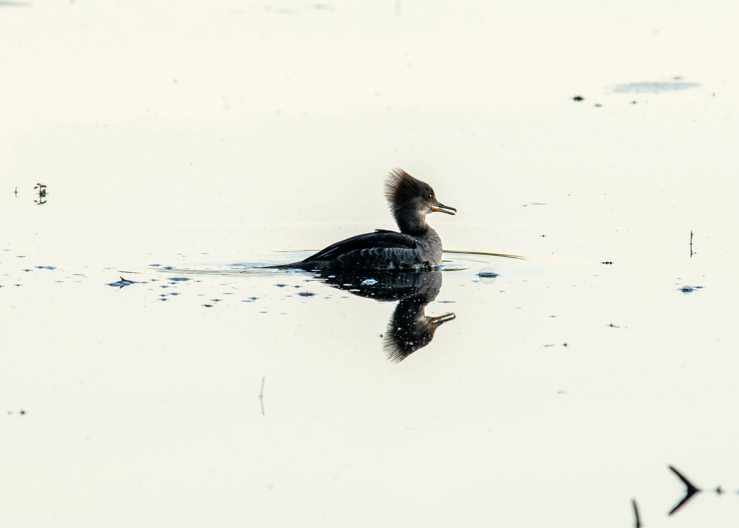 DSC_0285.jpg