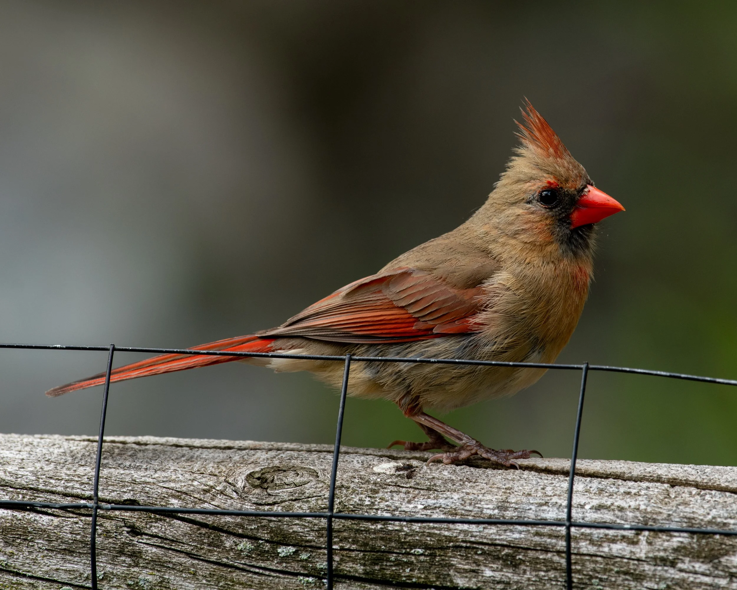 DSC_0080.jpg