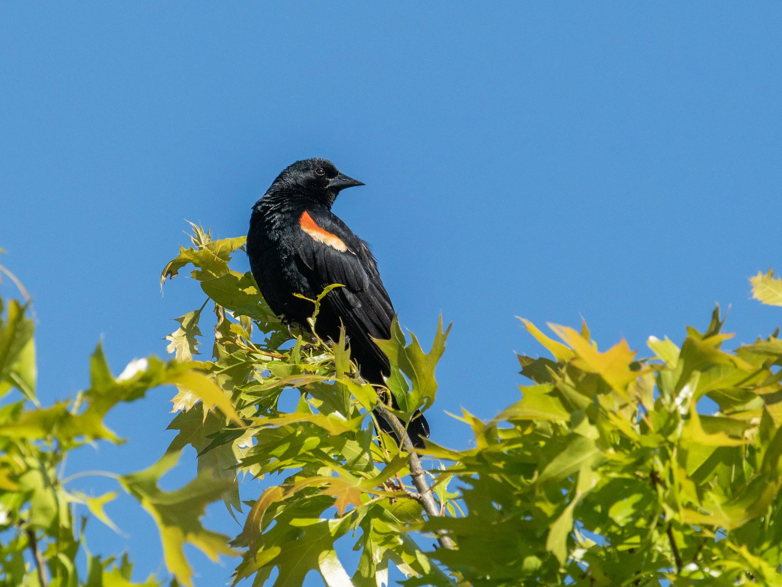 DSC_0695.jpg