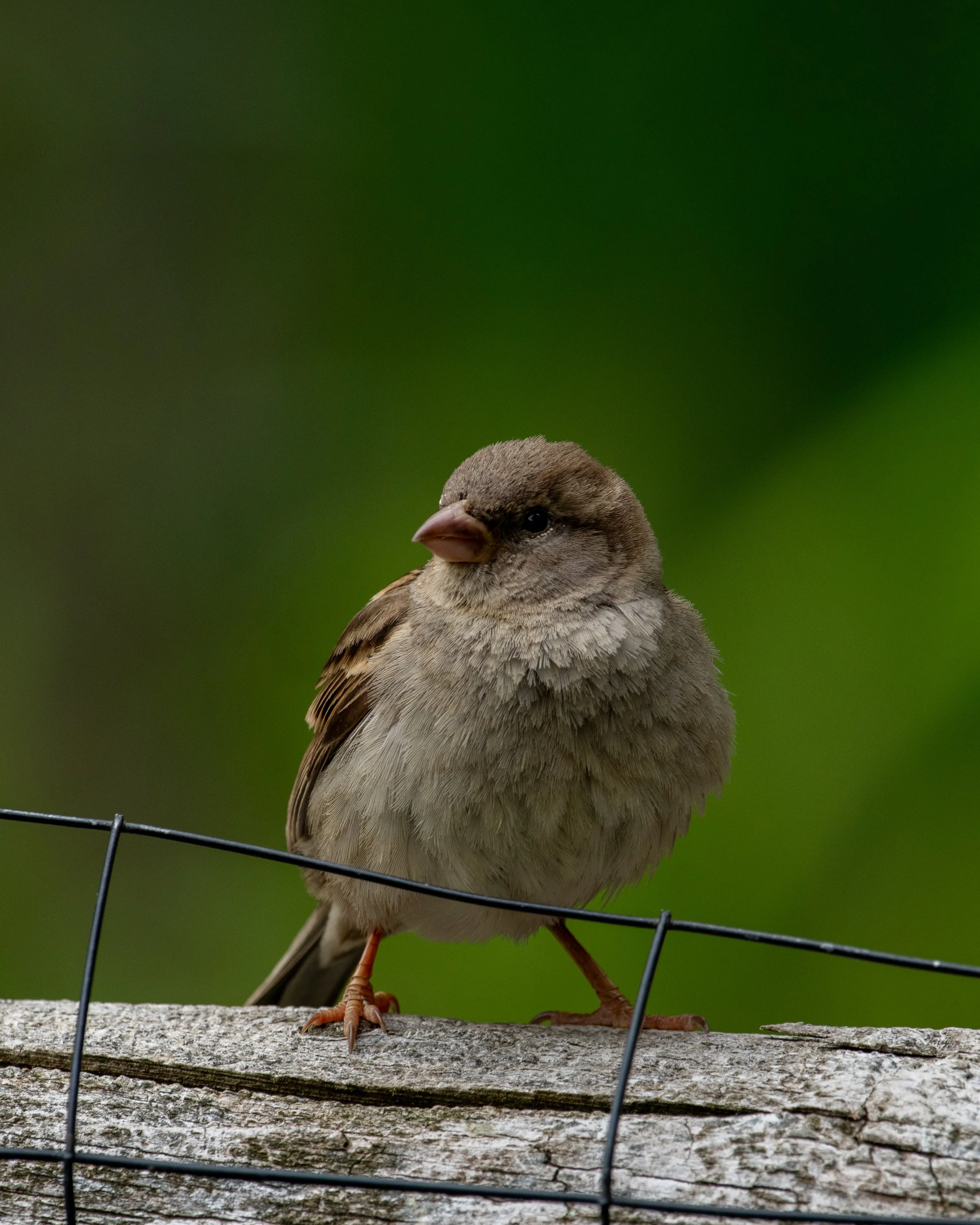 DSC_0082.jpg