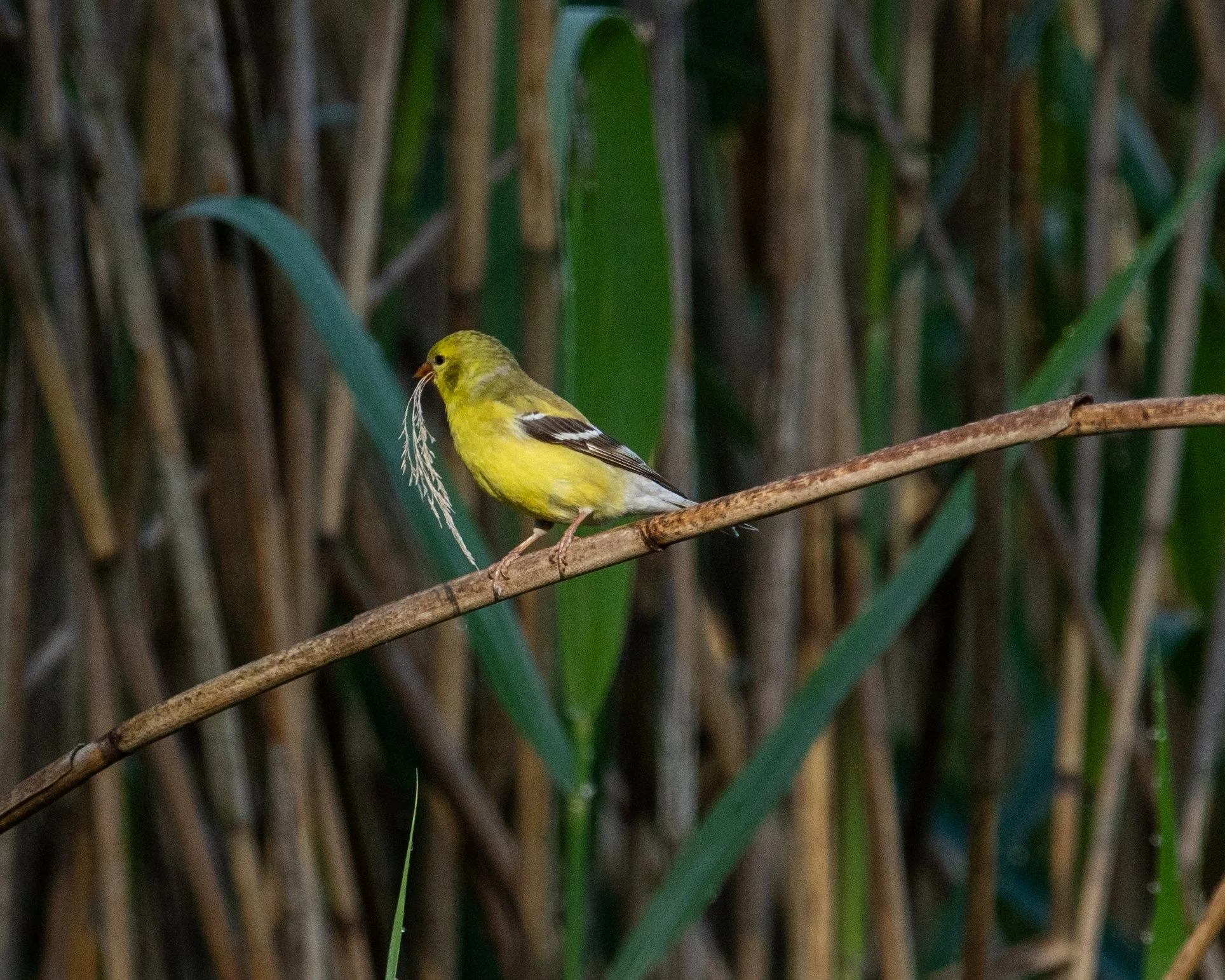 DSC_0642.jpg