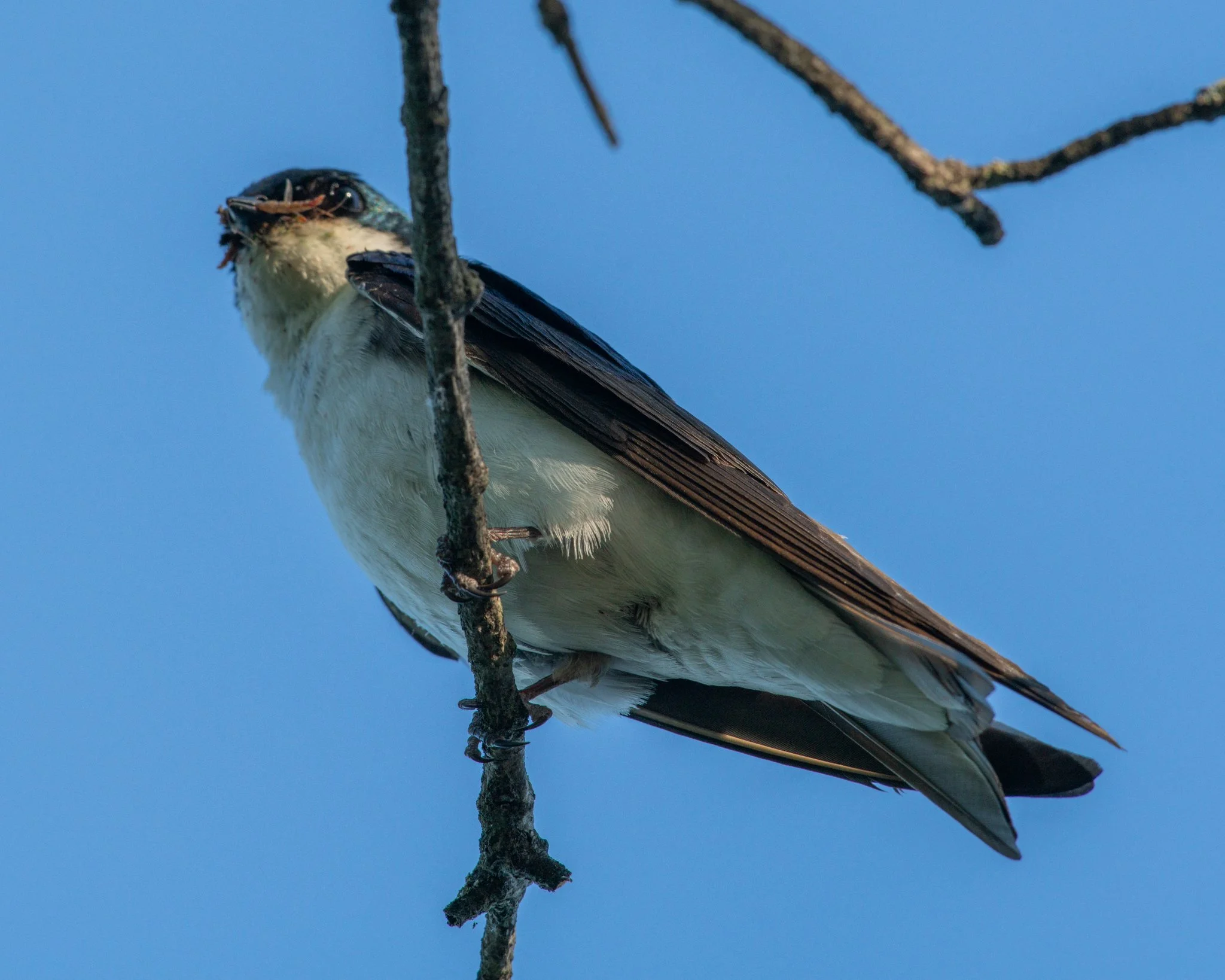 DSC_0925.jpg