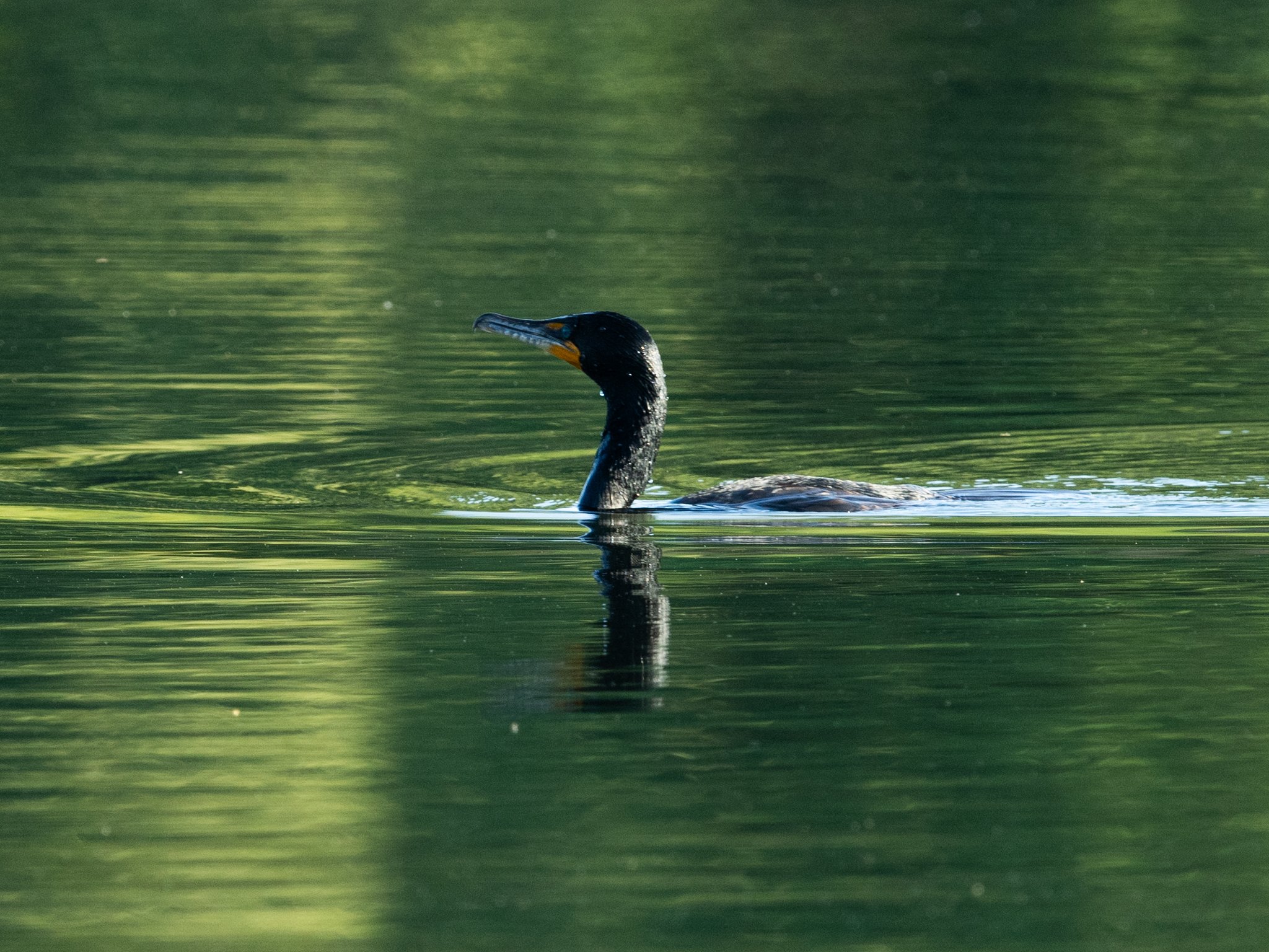 DSC_1150.jpg