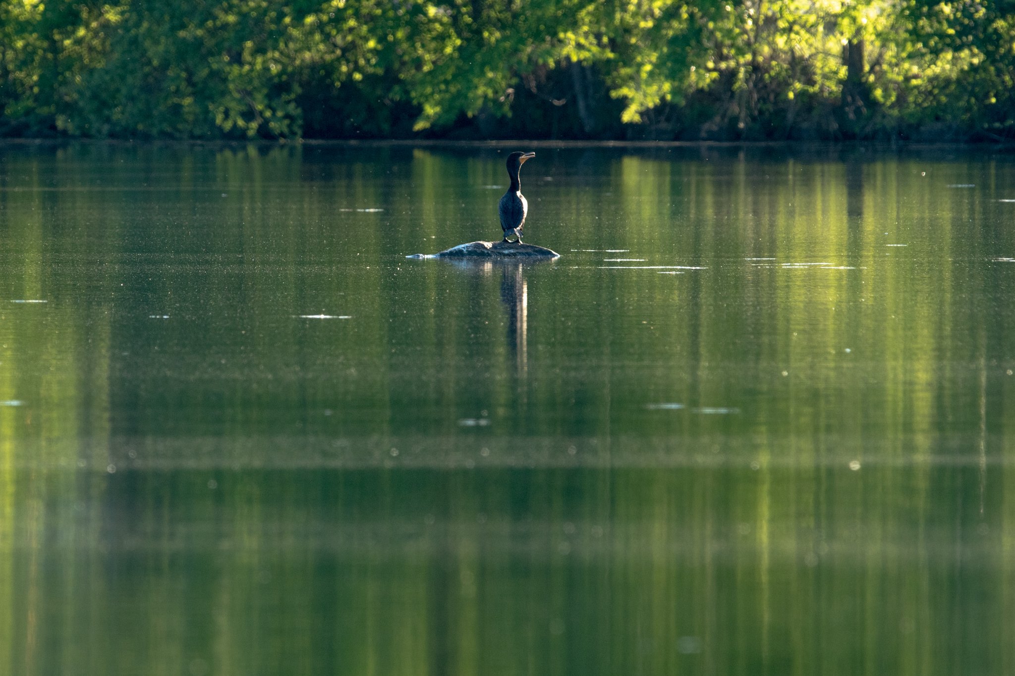 DSC_1201.jpg