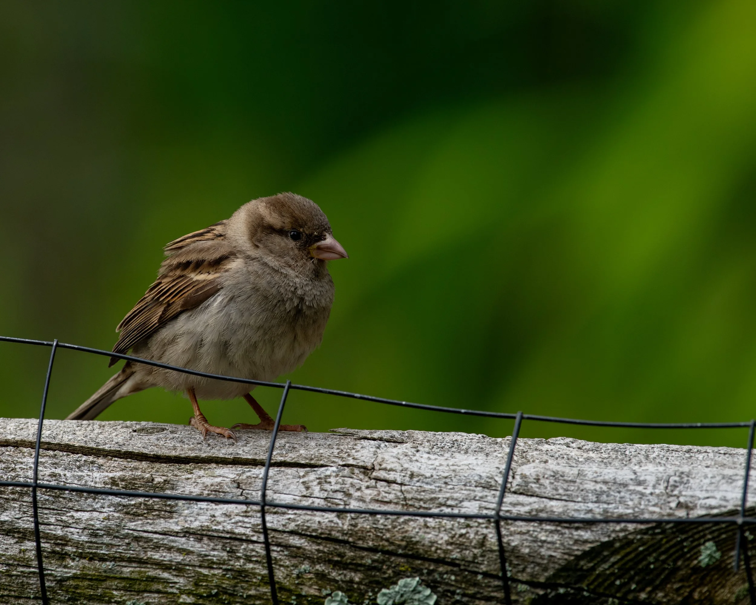 DSC_0084.jpg