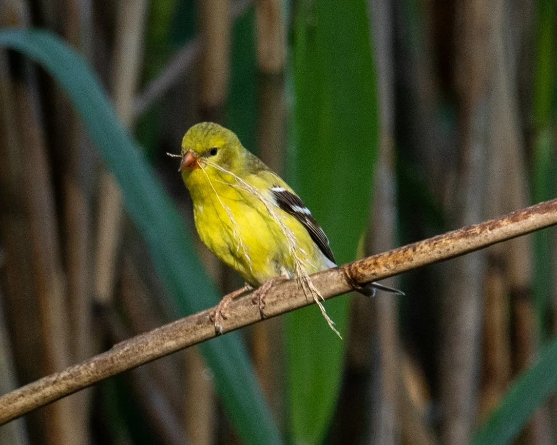 DSC_0643.jpg