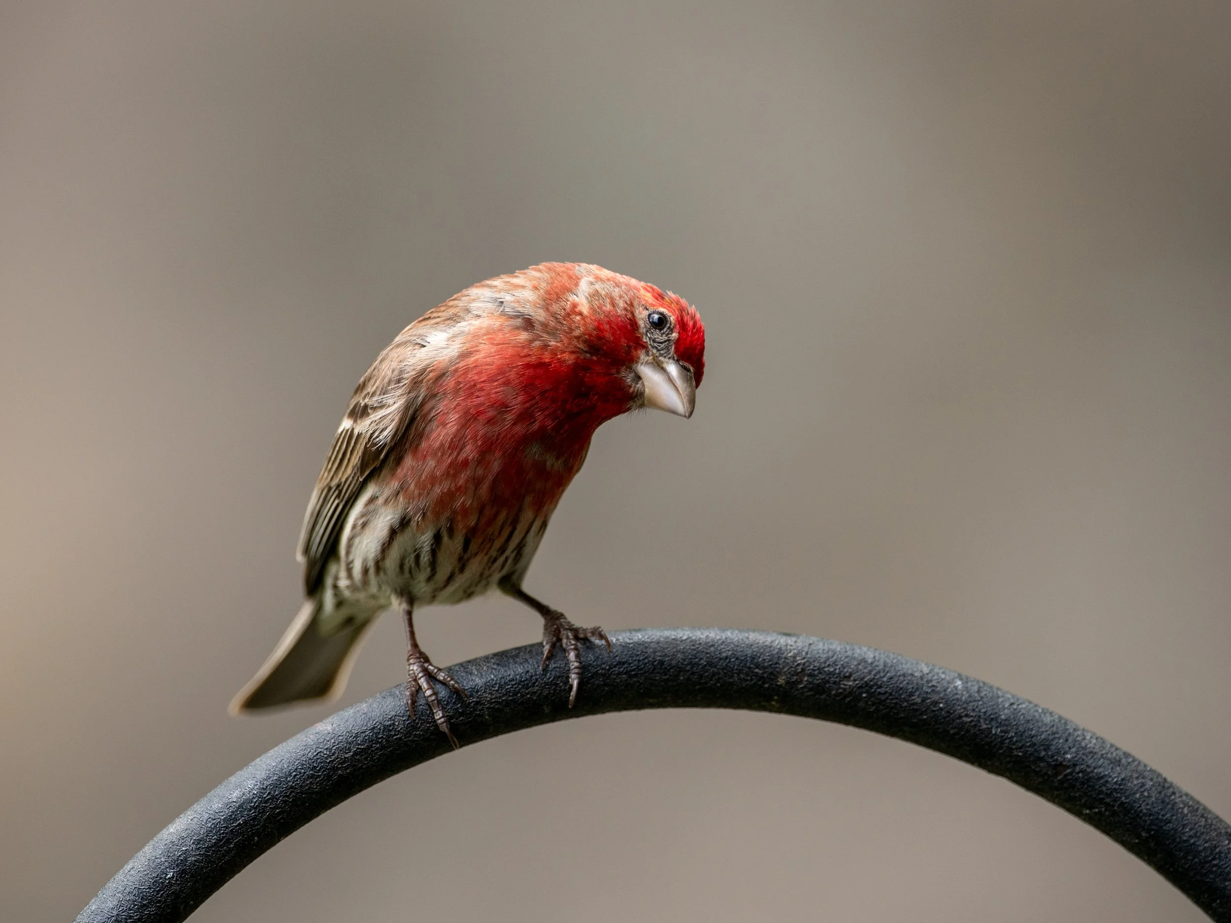DSC_9994.jpg
