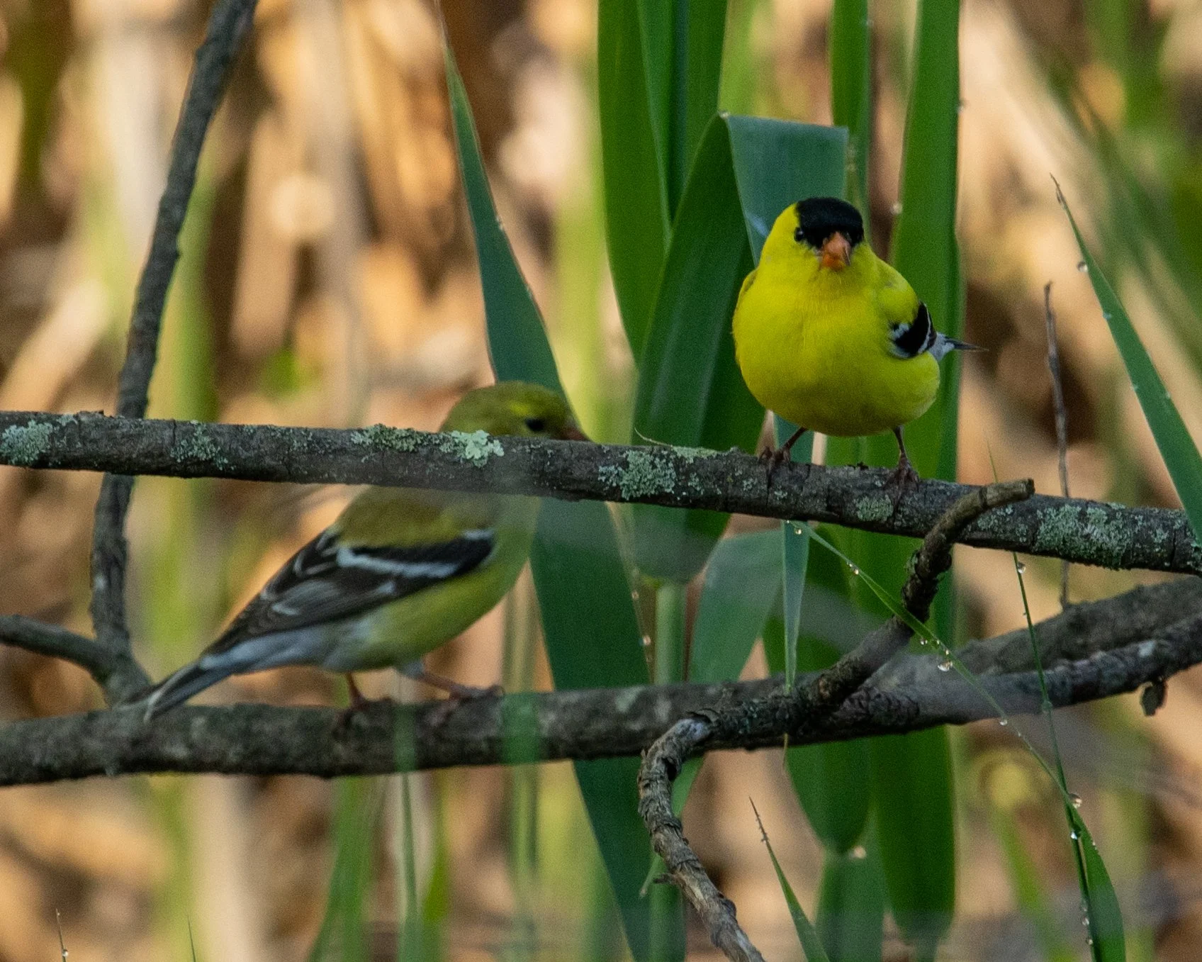 DSC_0660.jpg