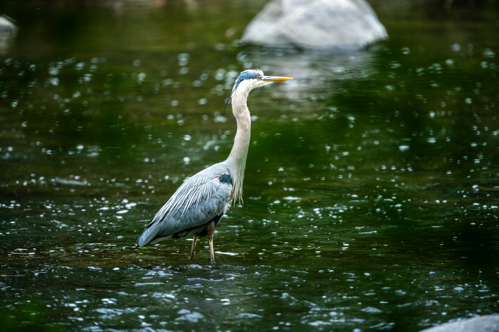 DSC_0746.jpg