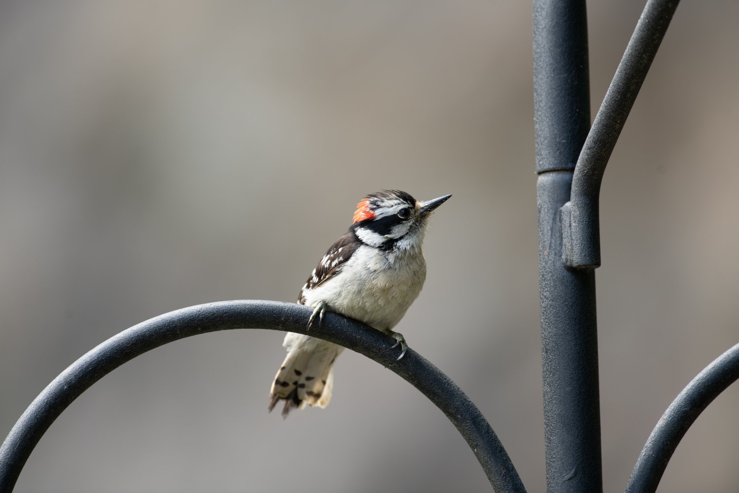 DSC_9971.jpg