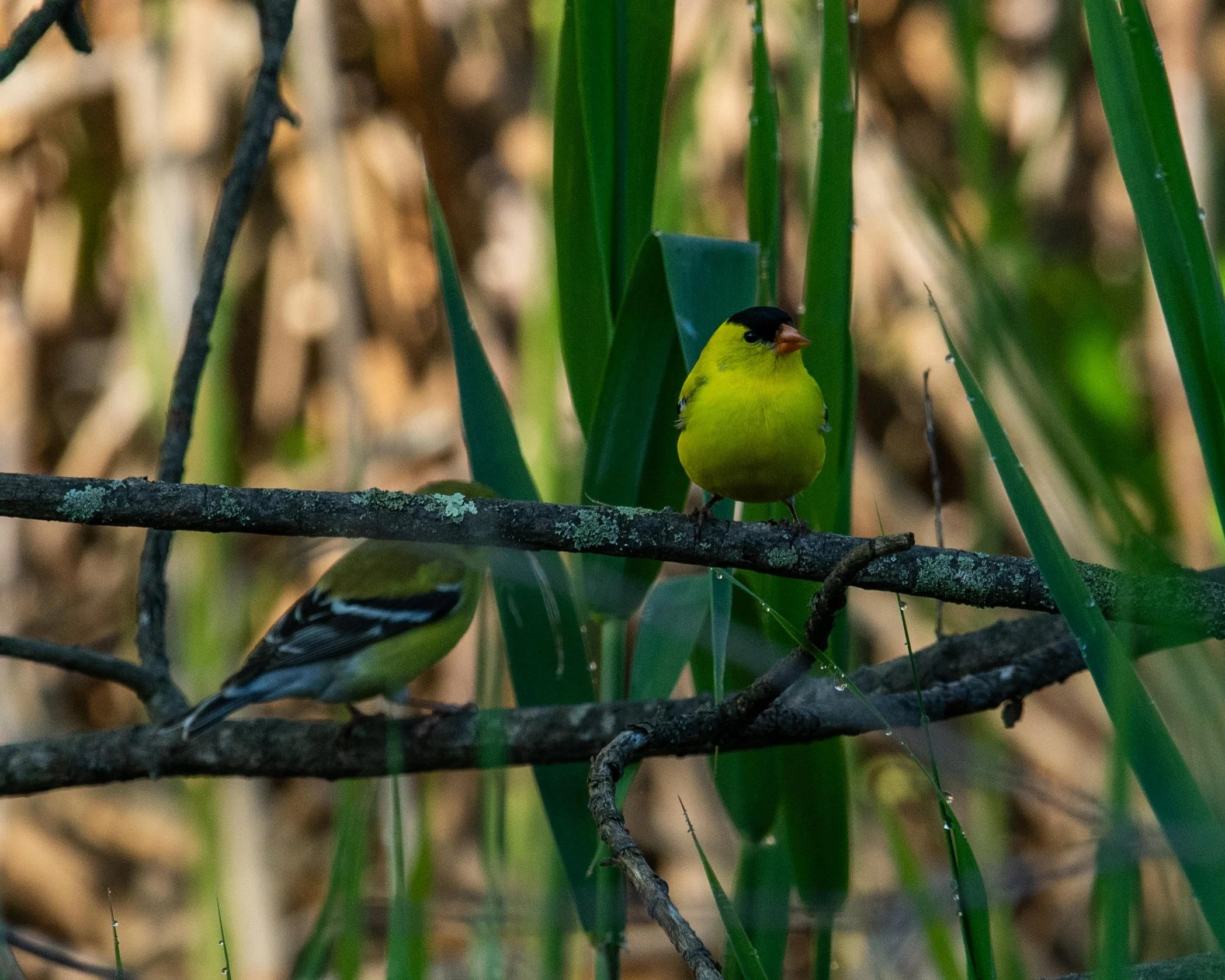 DSC_0657.jpg