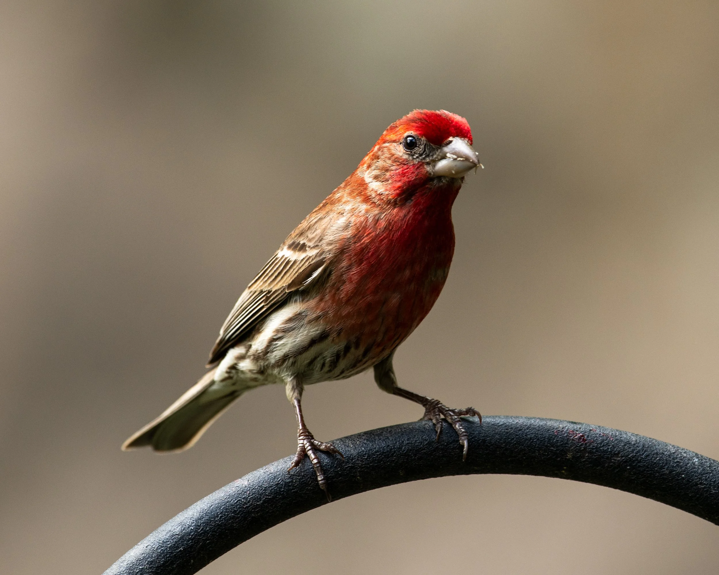 DSC_0069.jpg